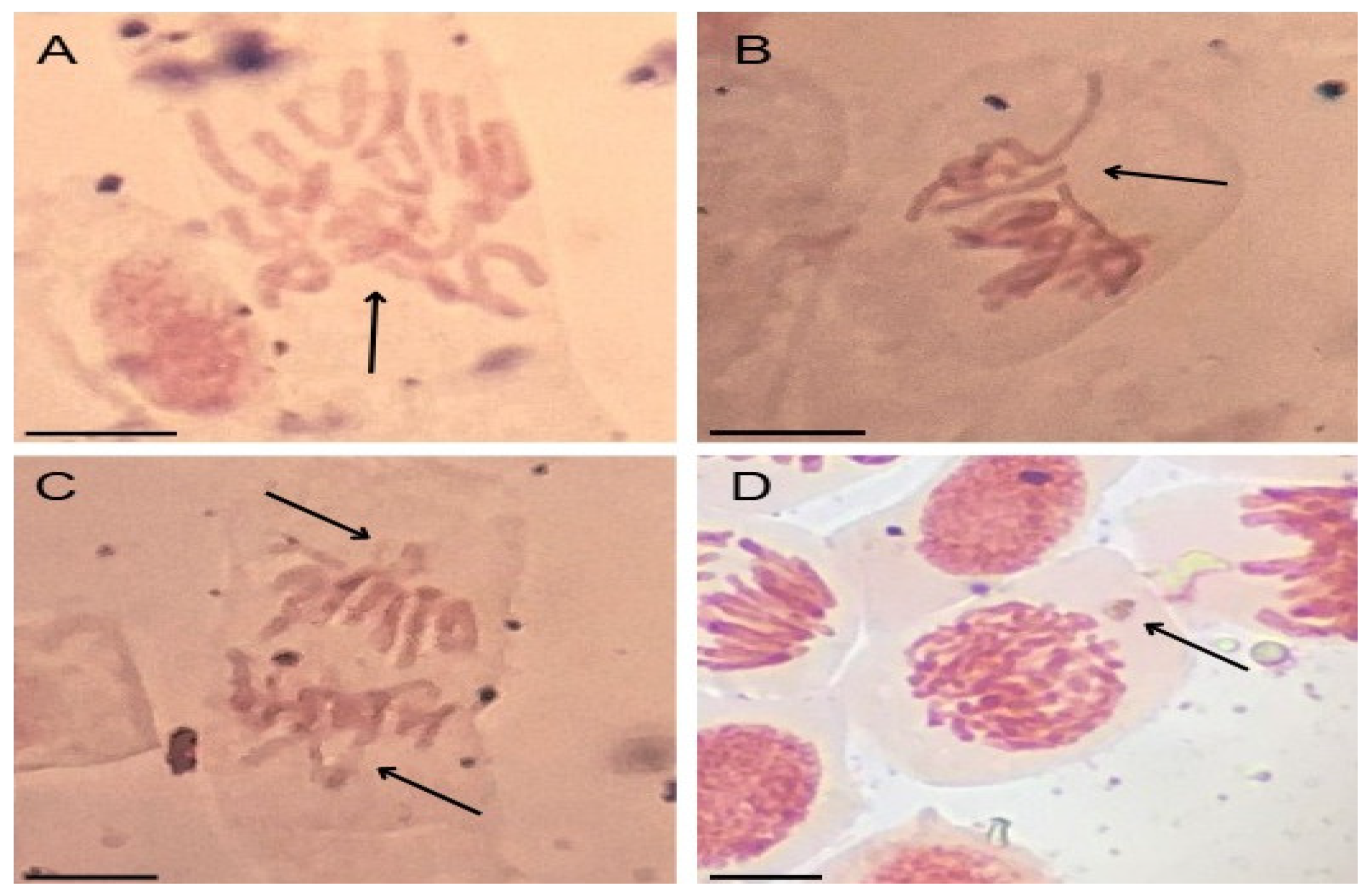 Preprints 179141 g004