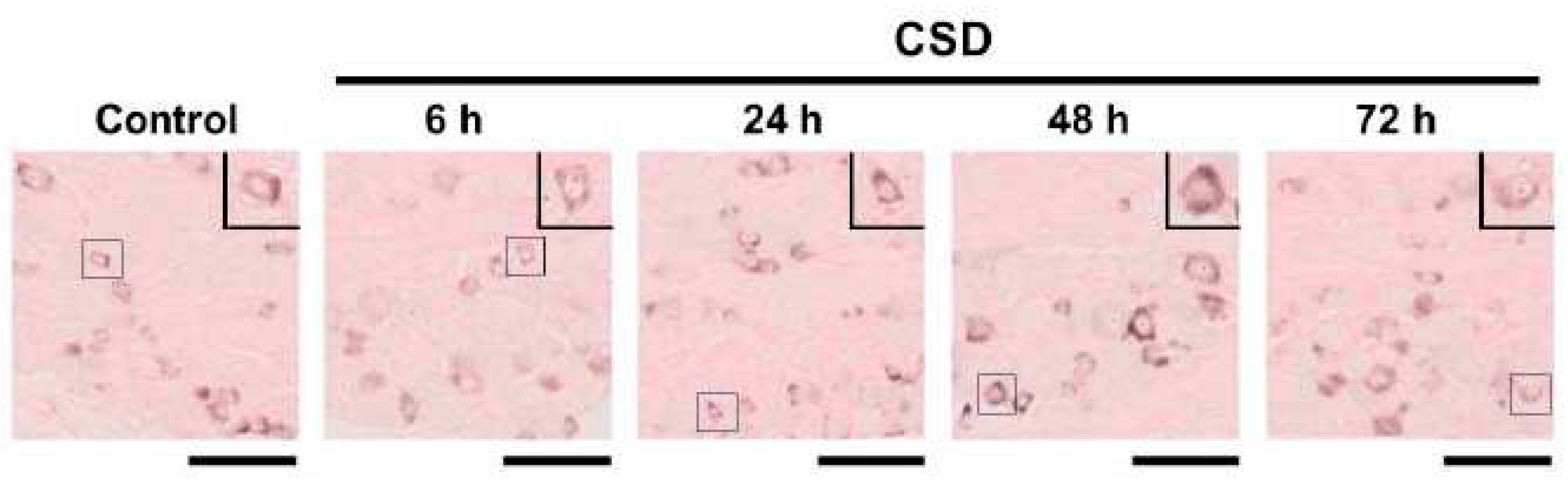 Preprints 72414 g003