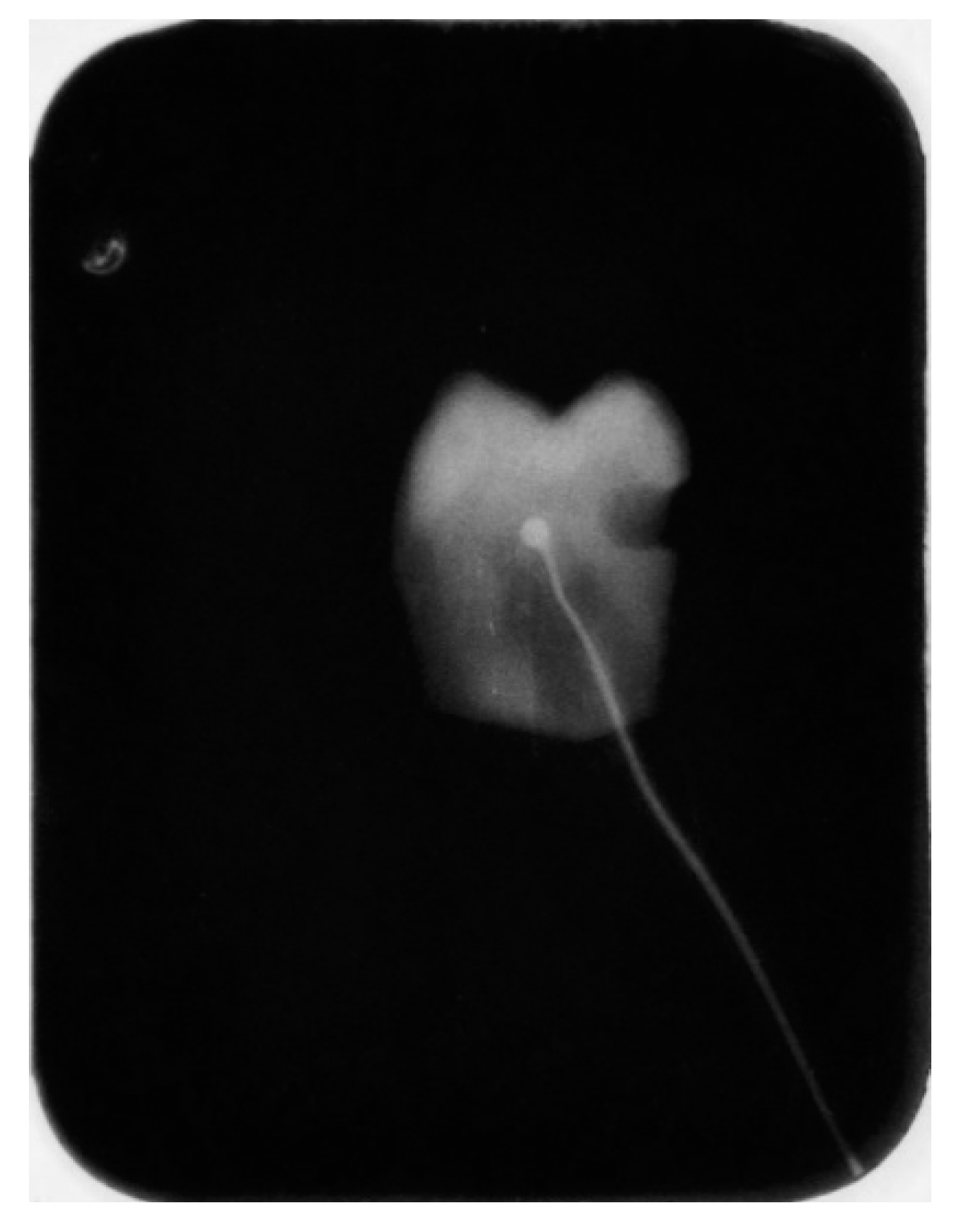 Preprints 113441 g002