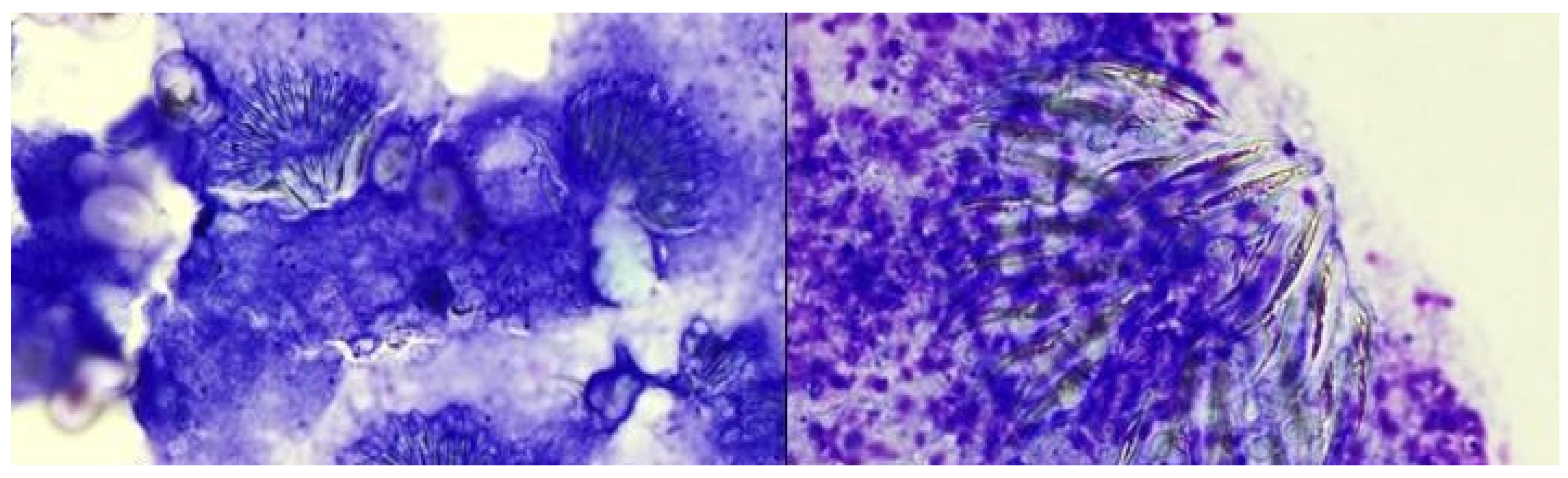 Preprints 169751 g005