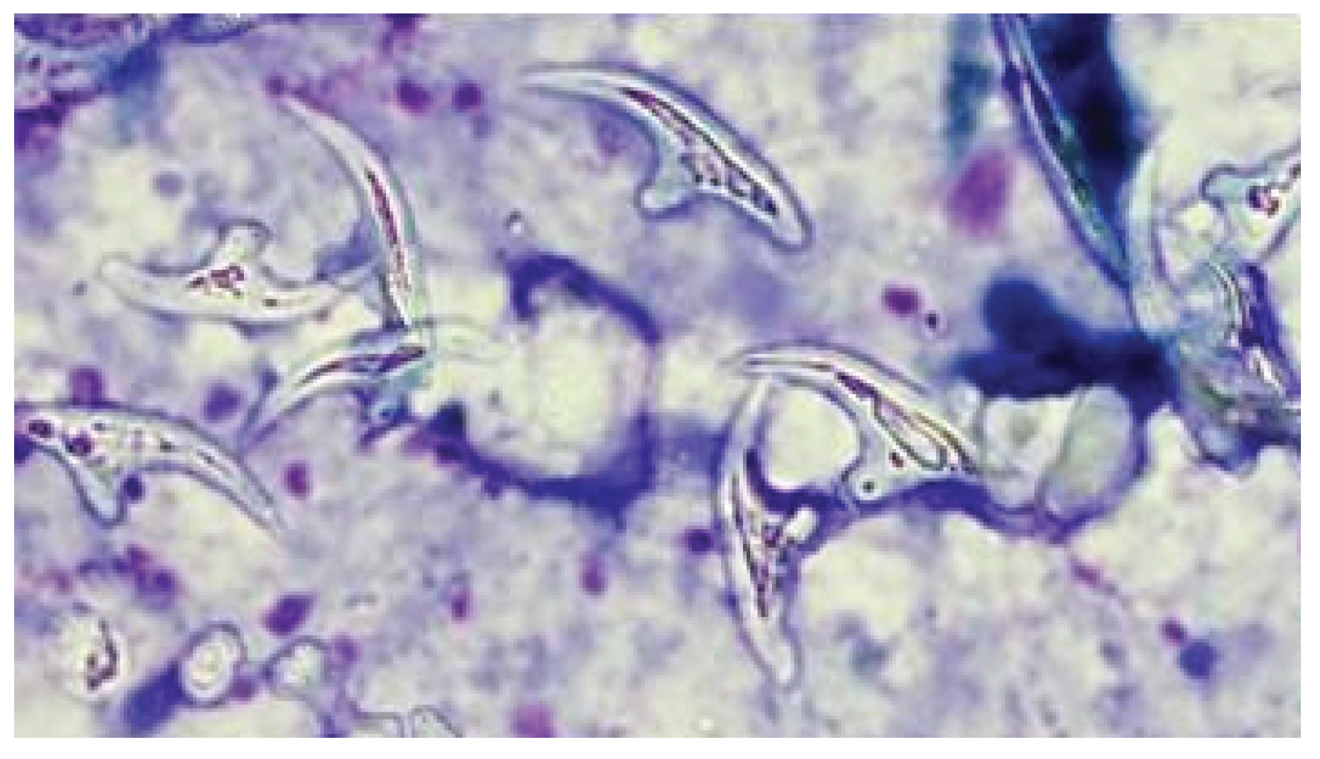 Preprints 169751 g006