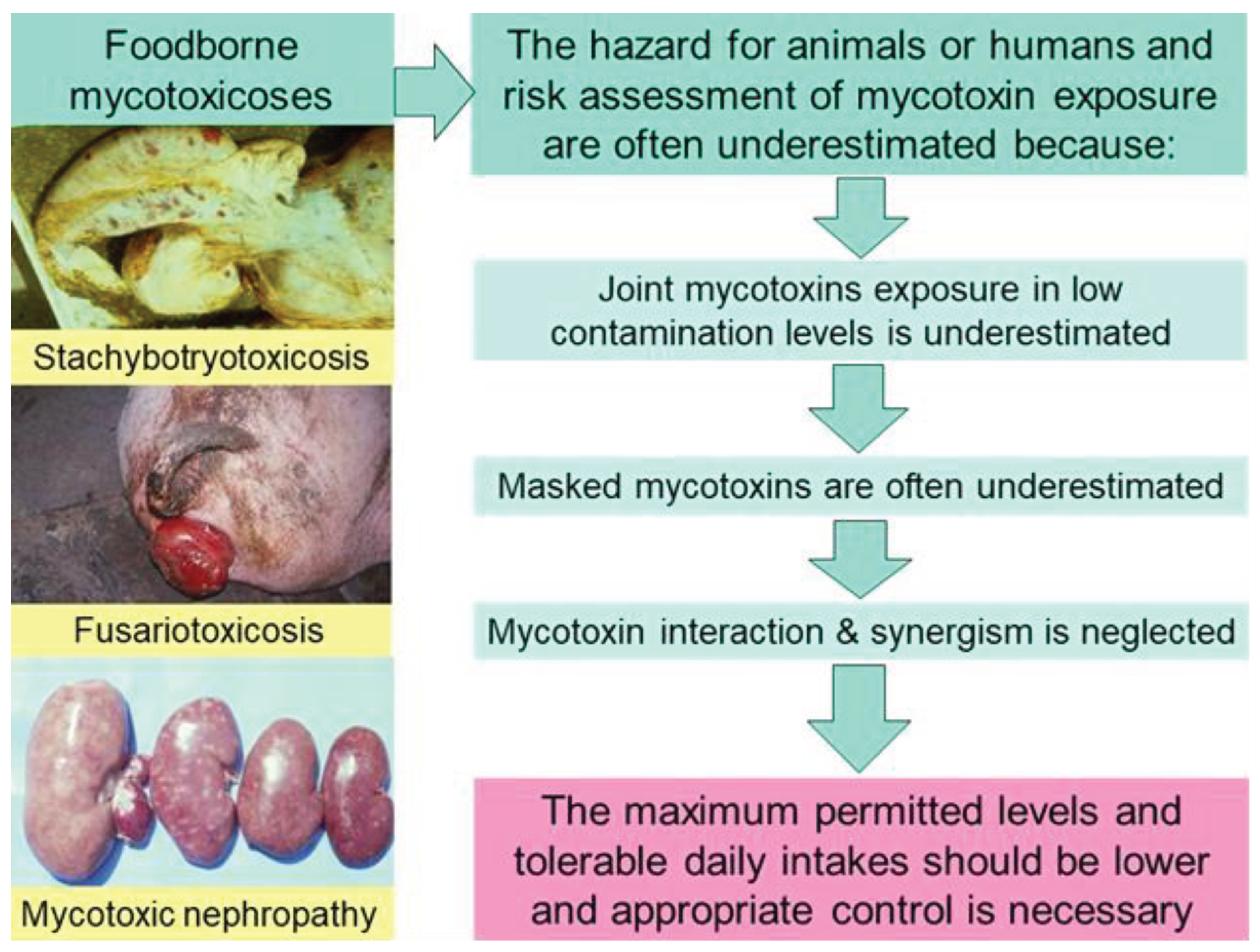 Preprints 99523 g001