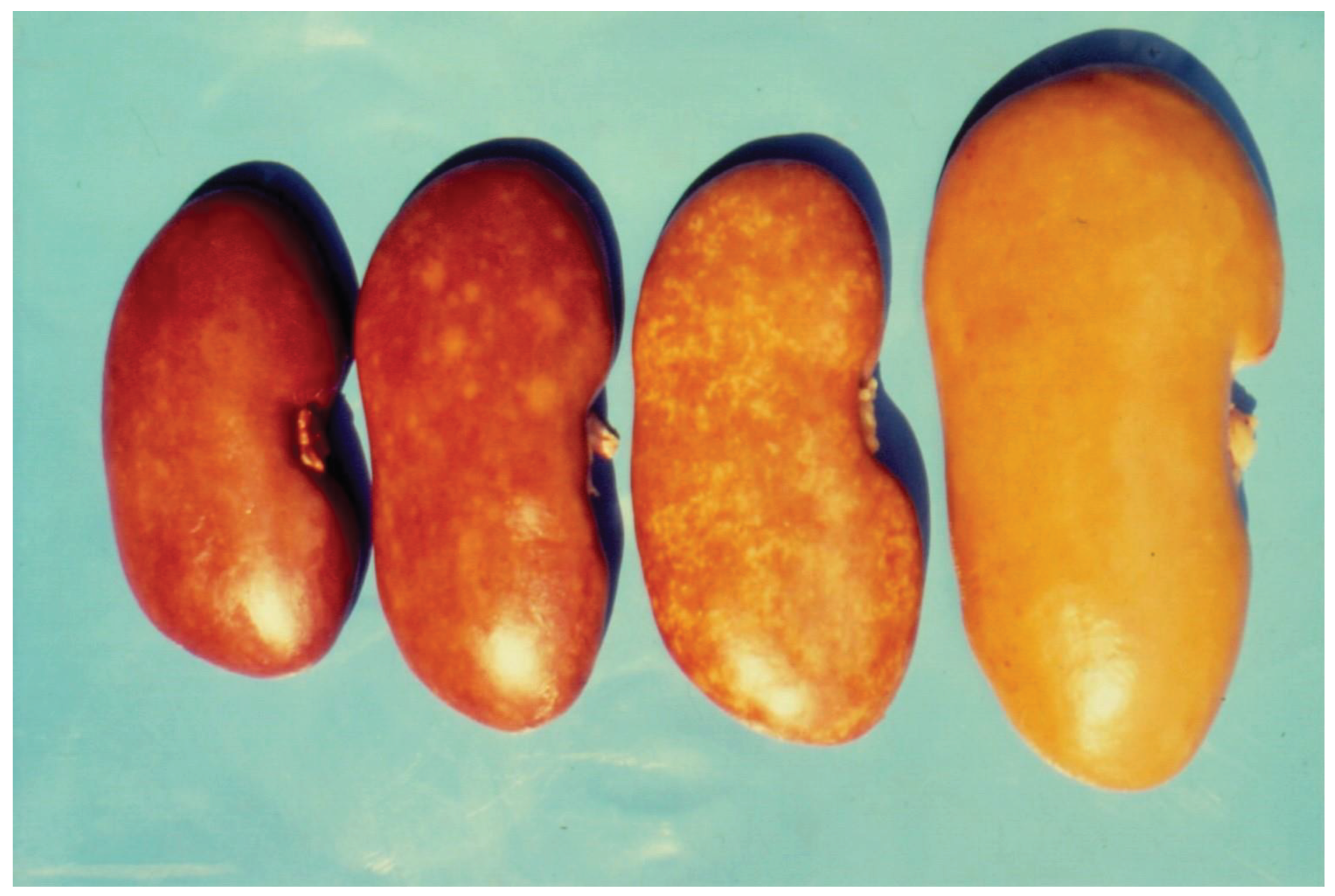 Preprints 99523 g002