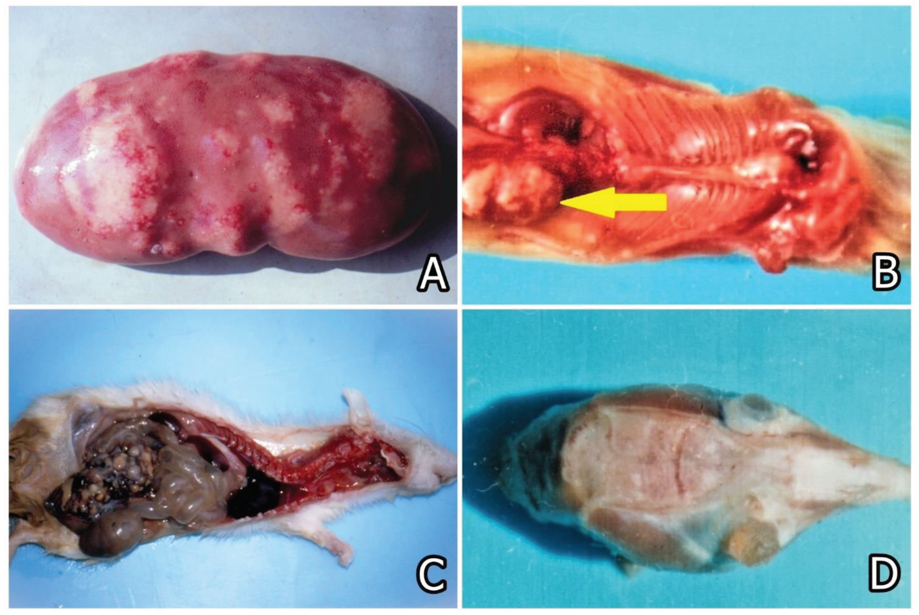Preprints 99523 g005
