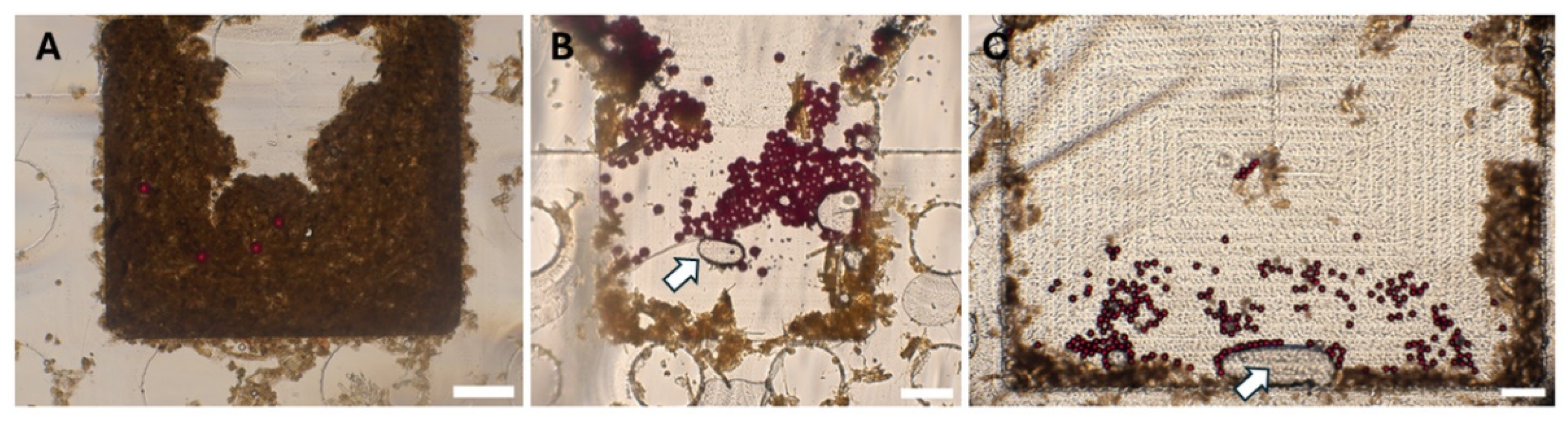 Preprints 159806 g003