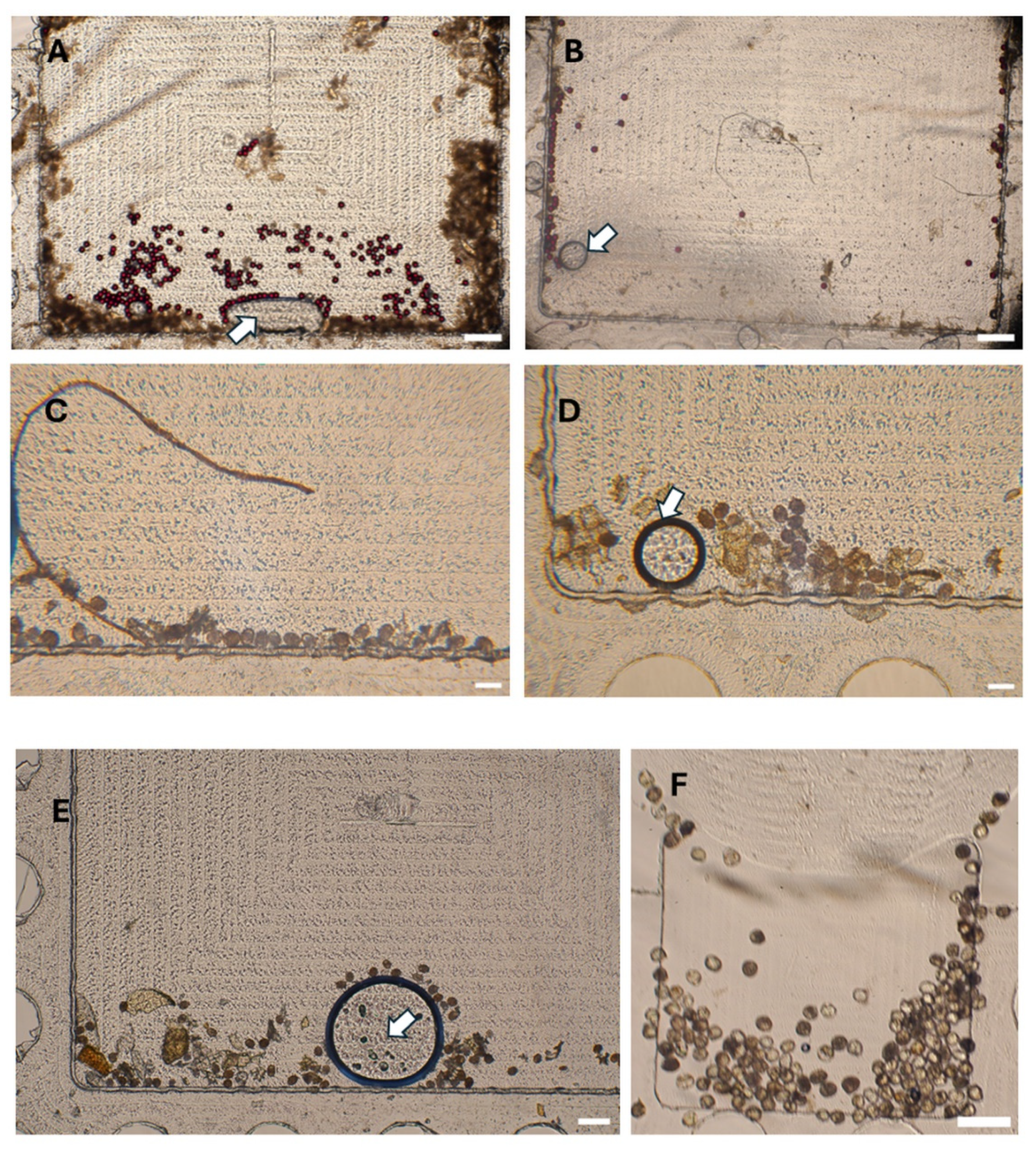 Preprints 159806 g005