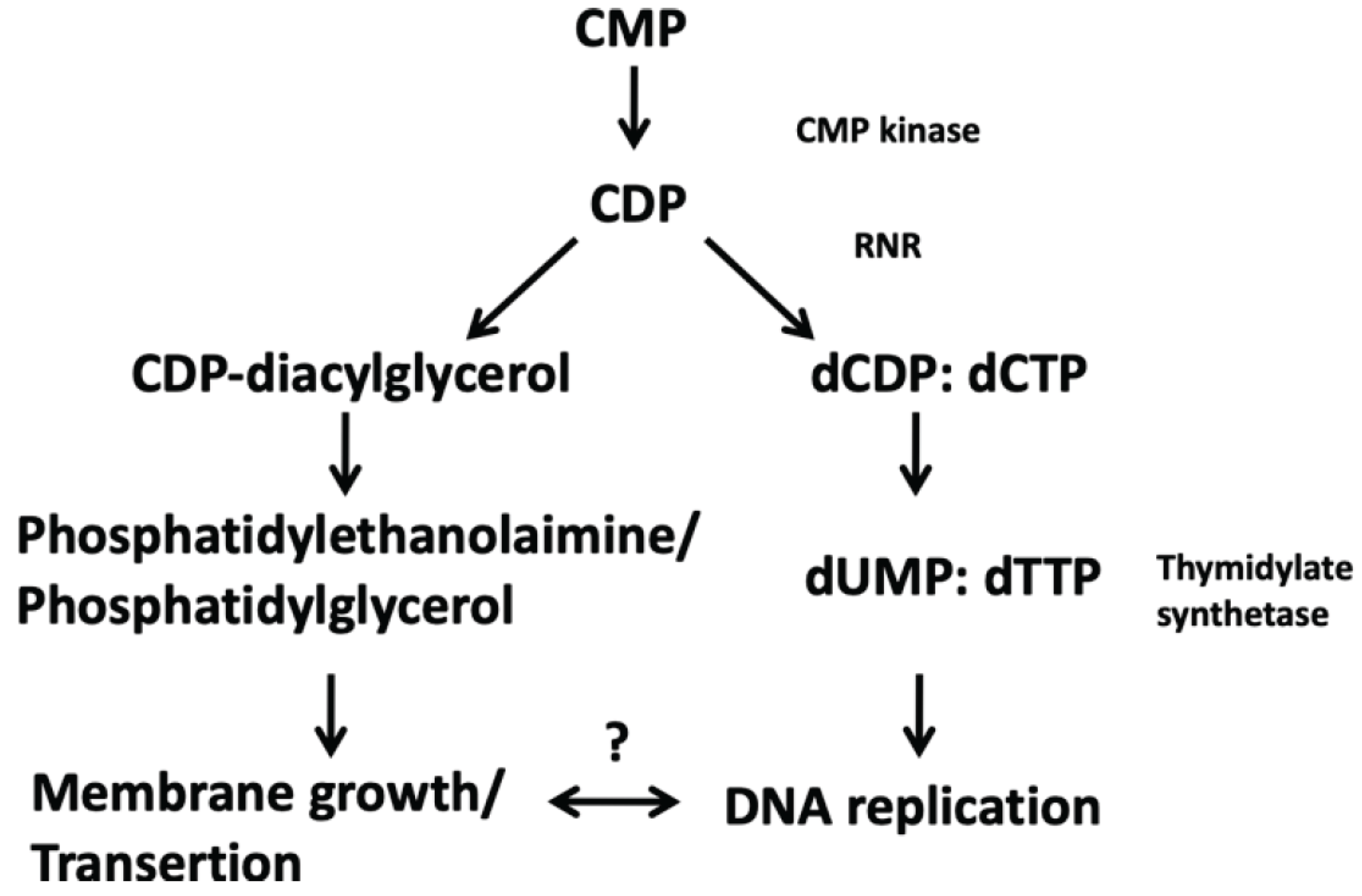 Preprints 203976 g003