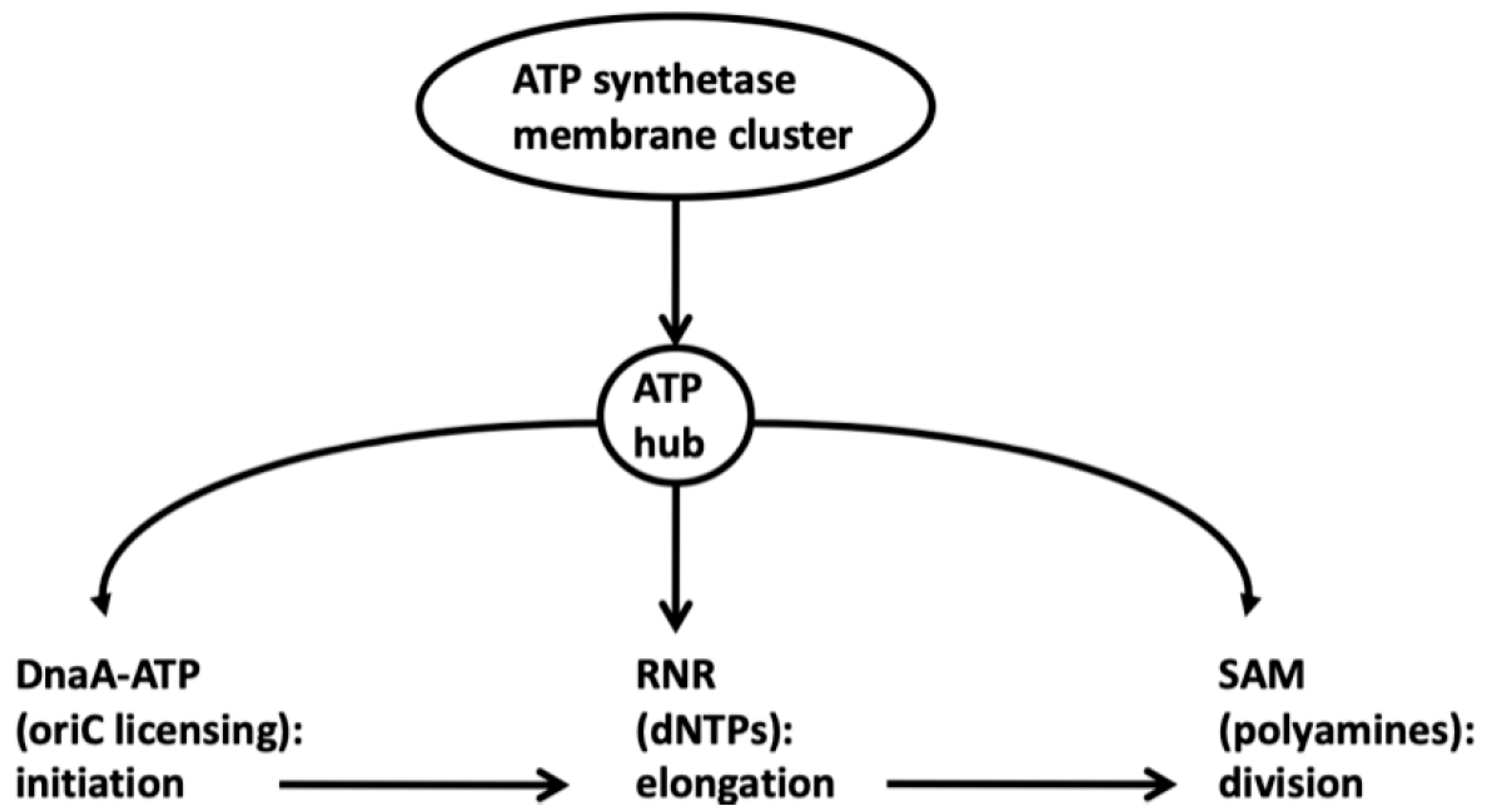 Preprints 203976 g005