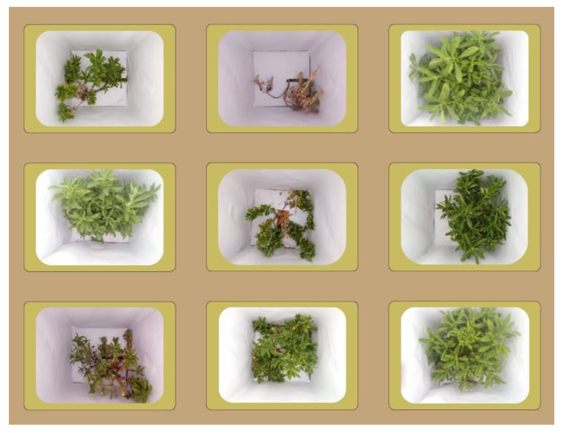 Preprints 151684 g005