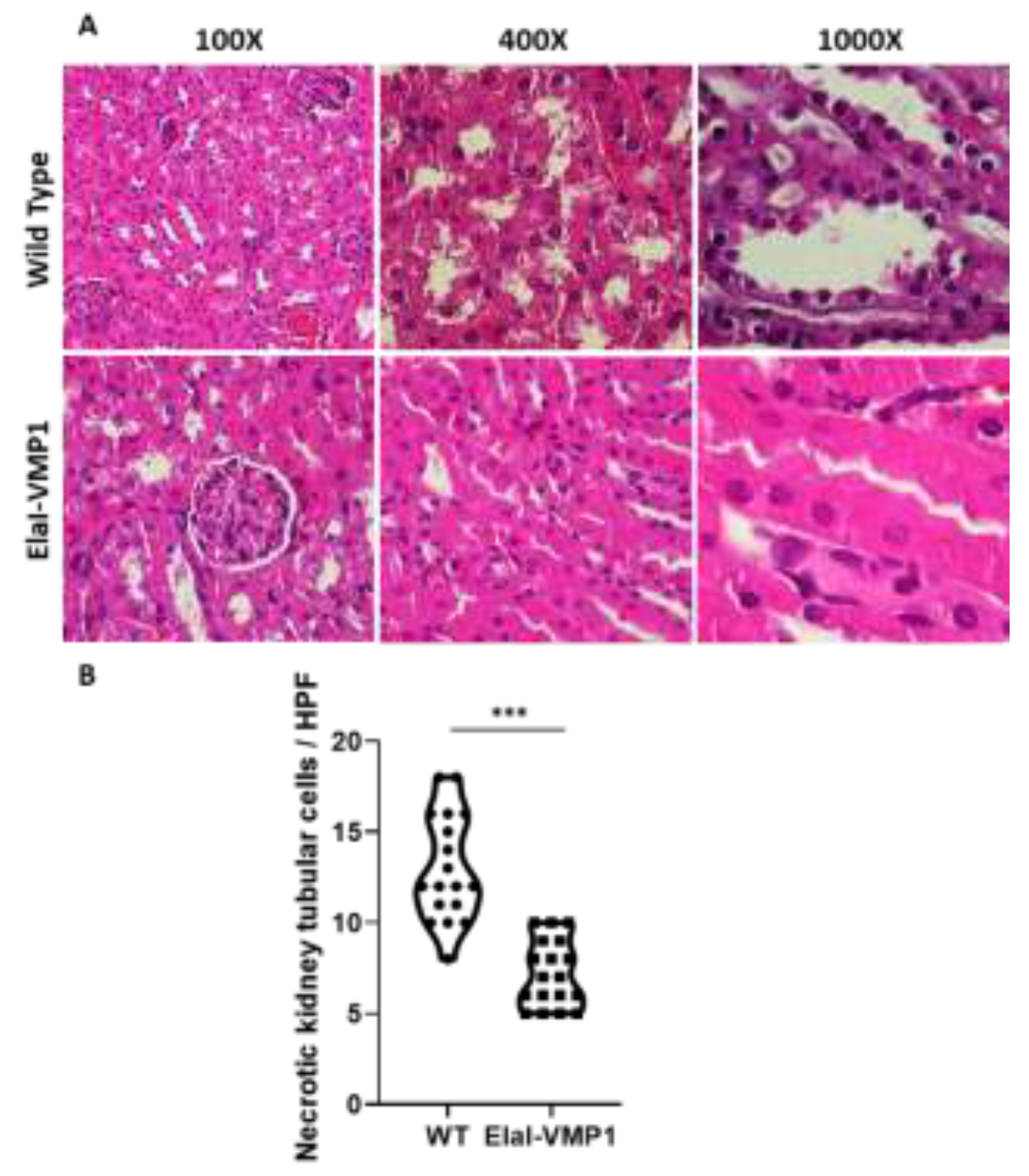 Preprints 150089 g004