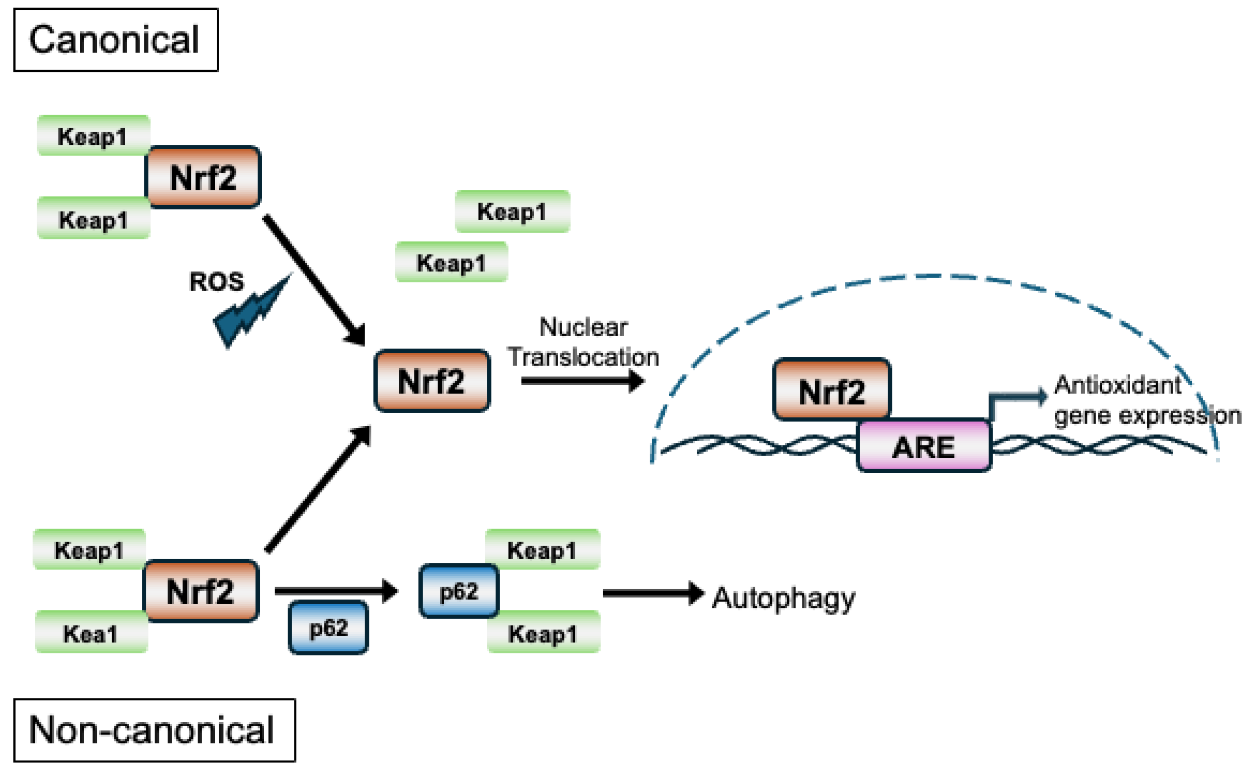 Preprints 182278 g002