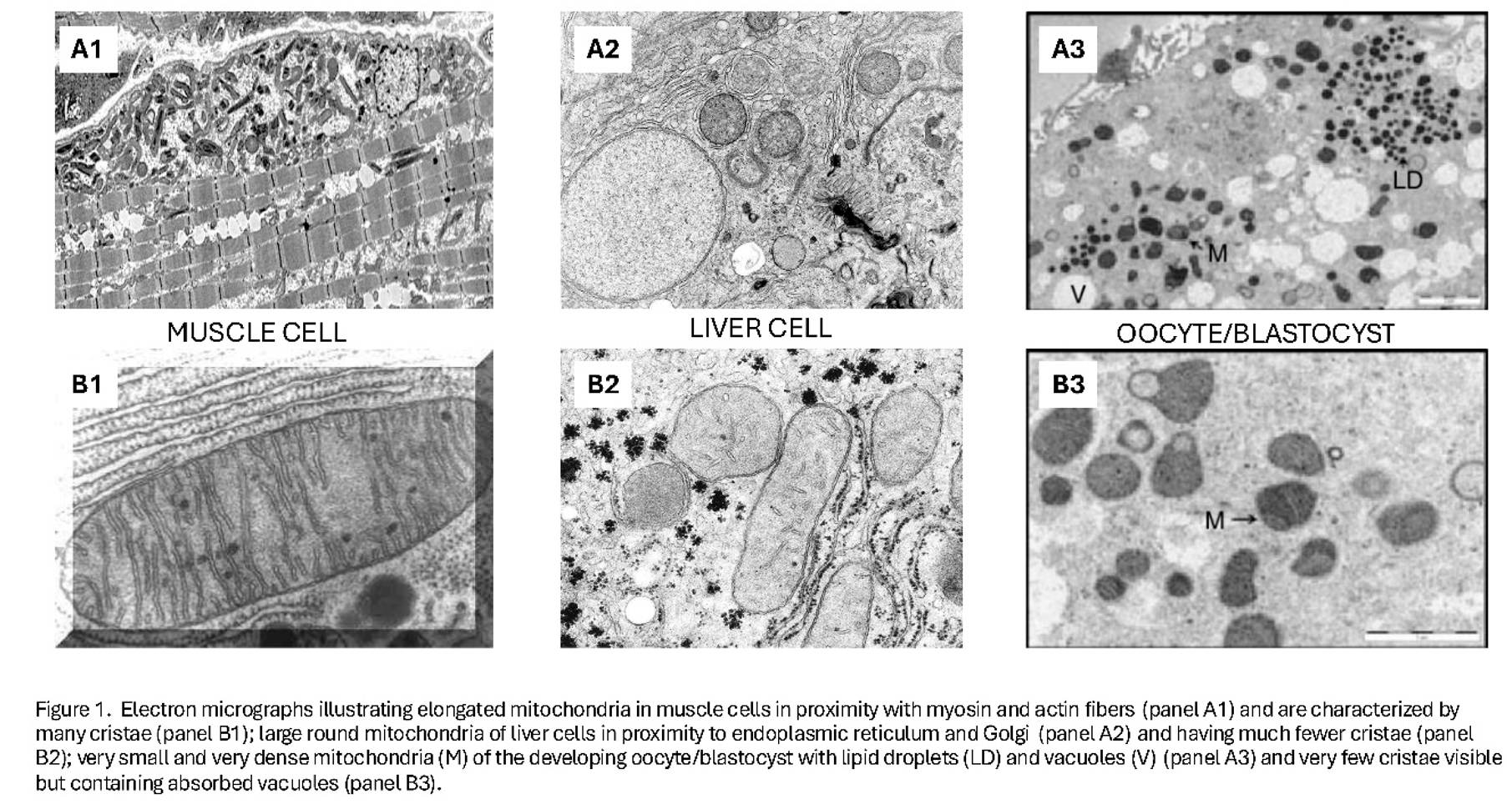 Preprints 177072 i001