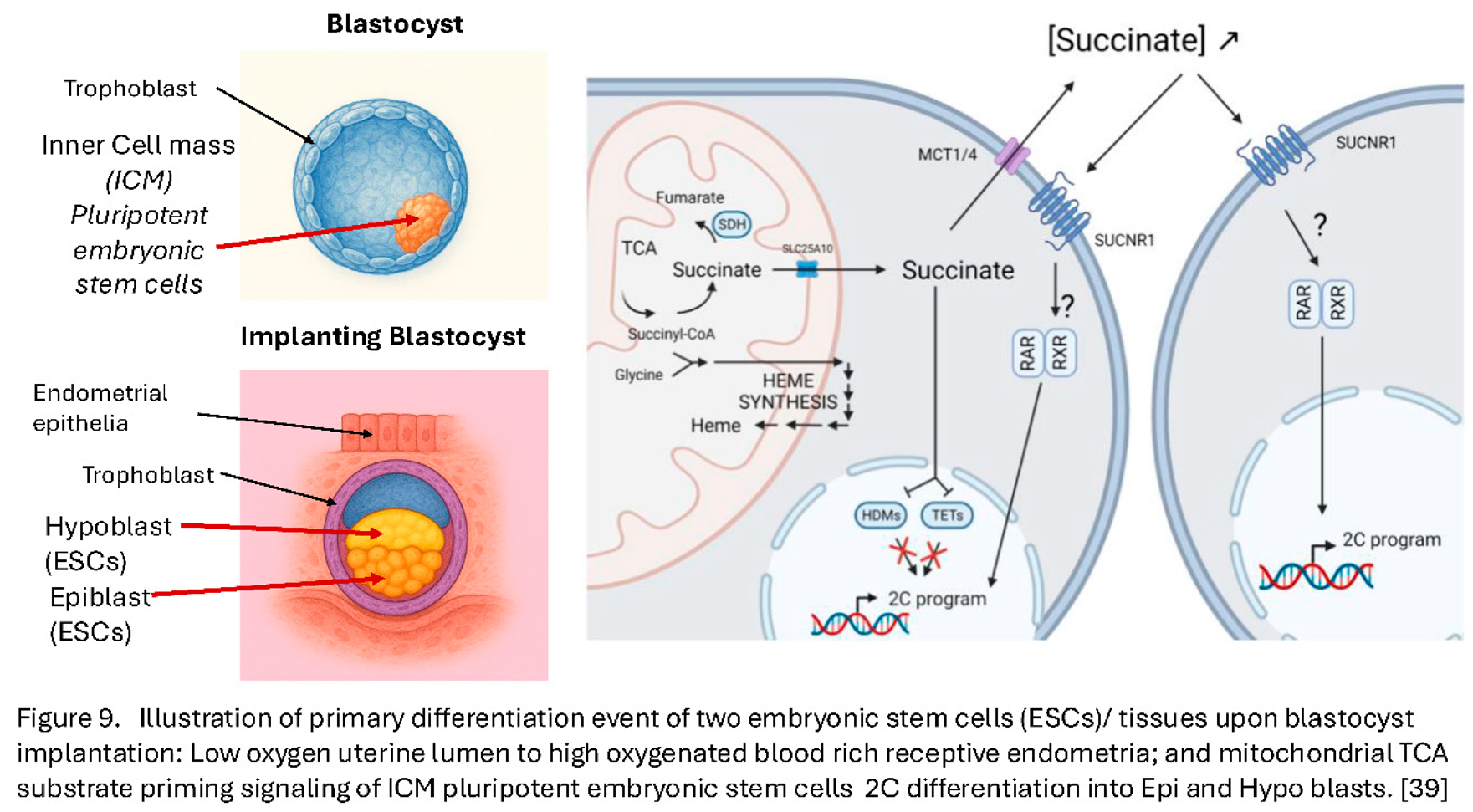 Preprints 177072 i010