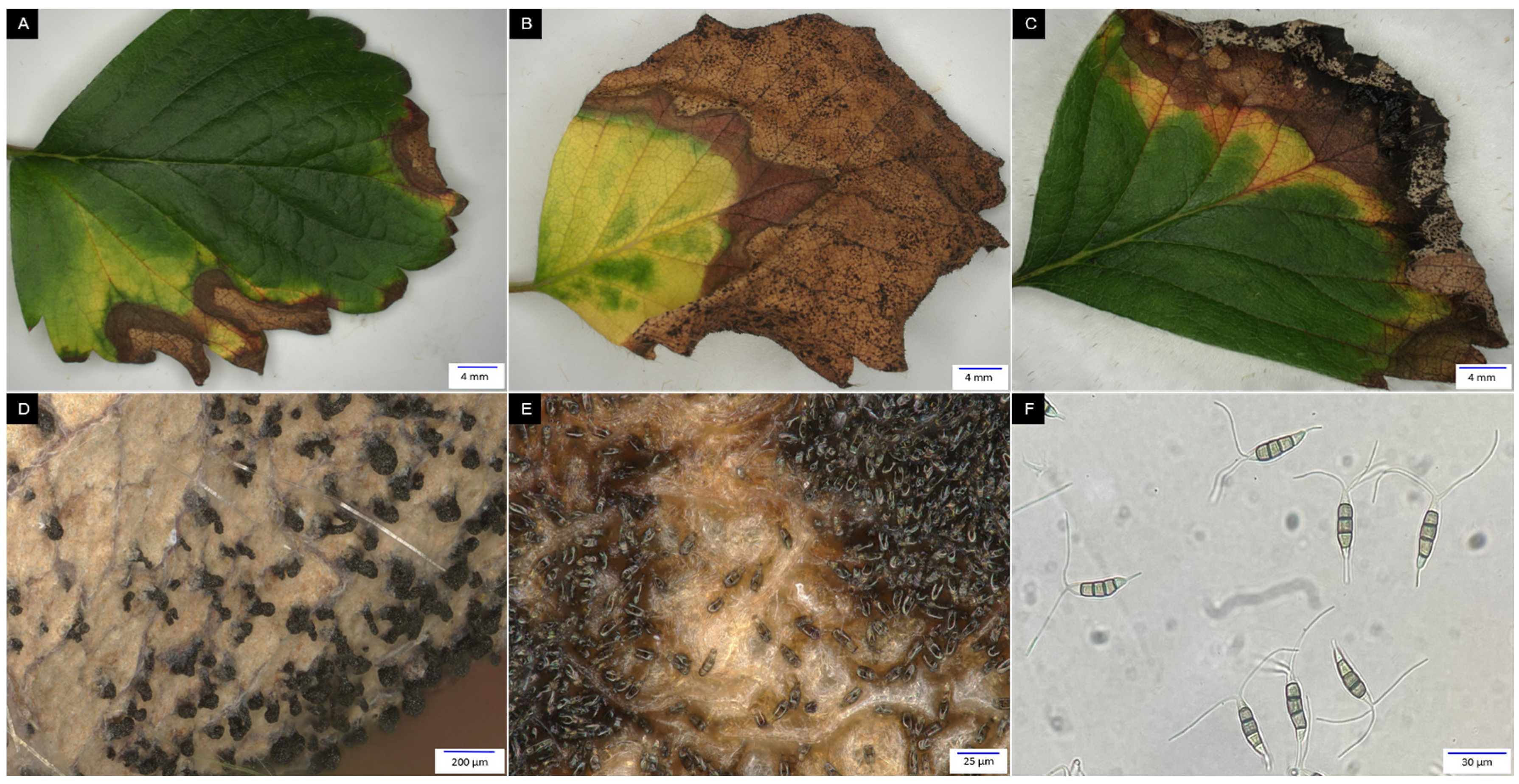 Preprints 197845 g004