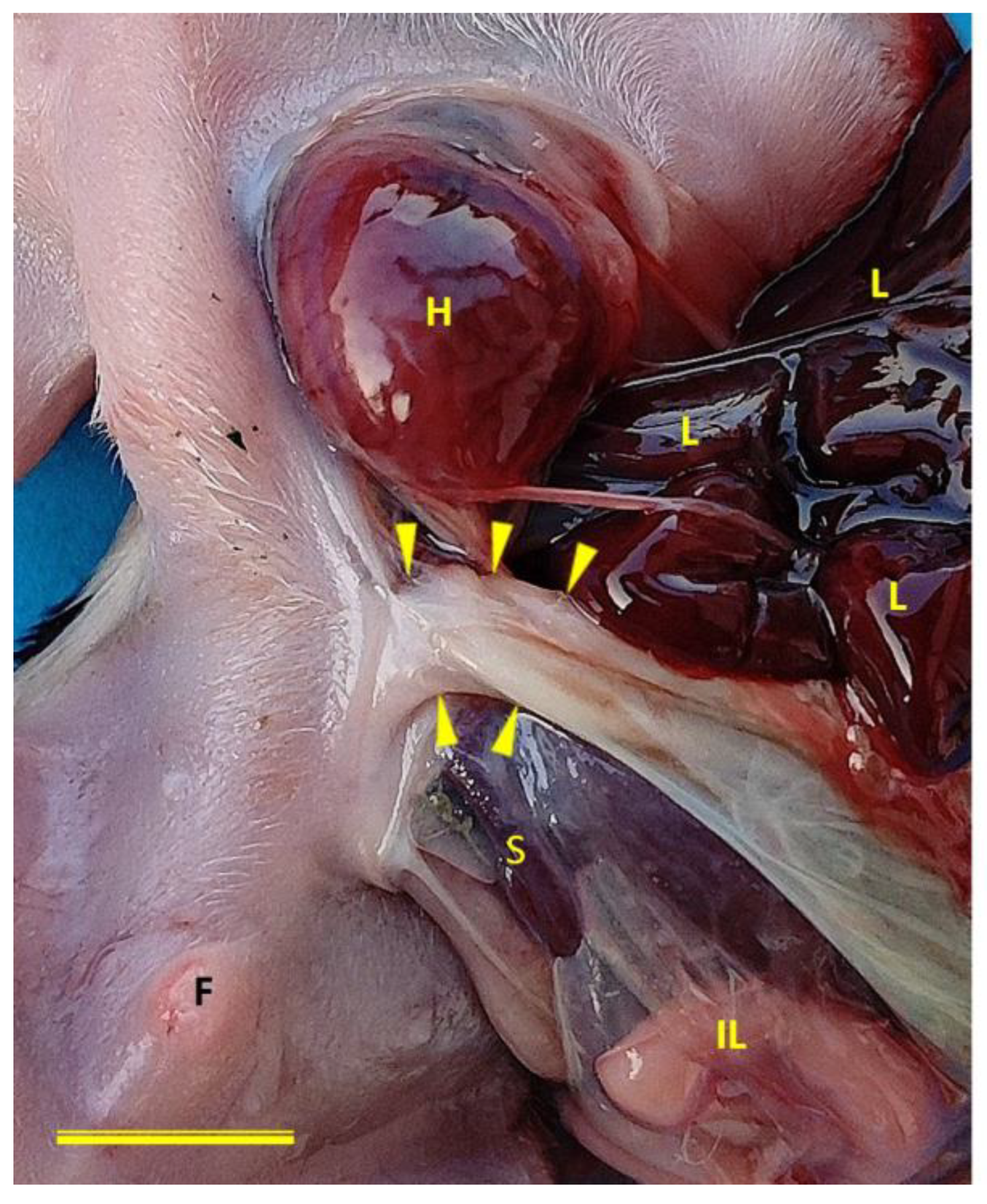 Preprints 182941 g002