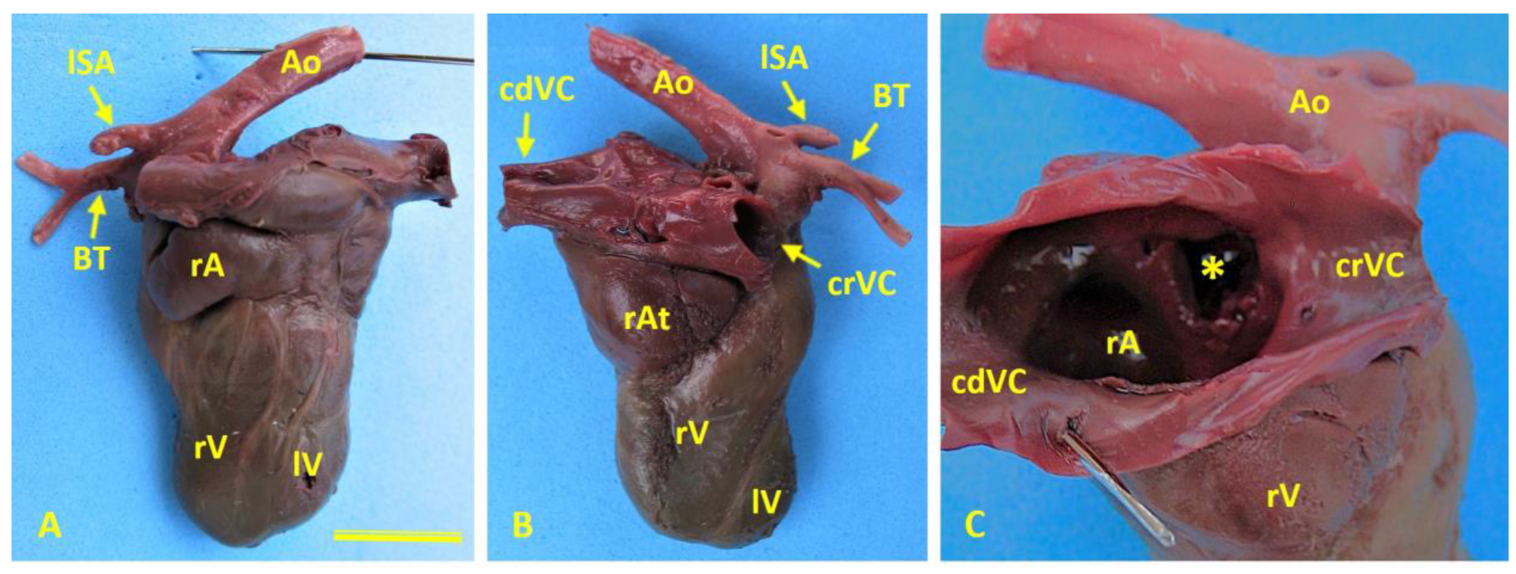 Preprints 182941 g005