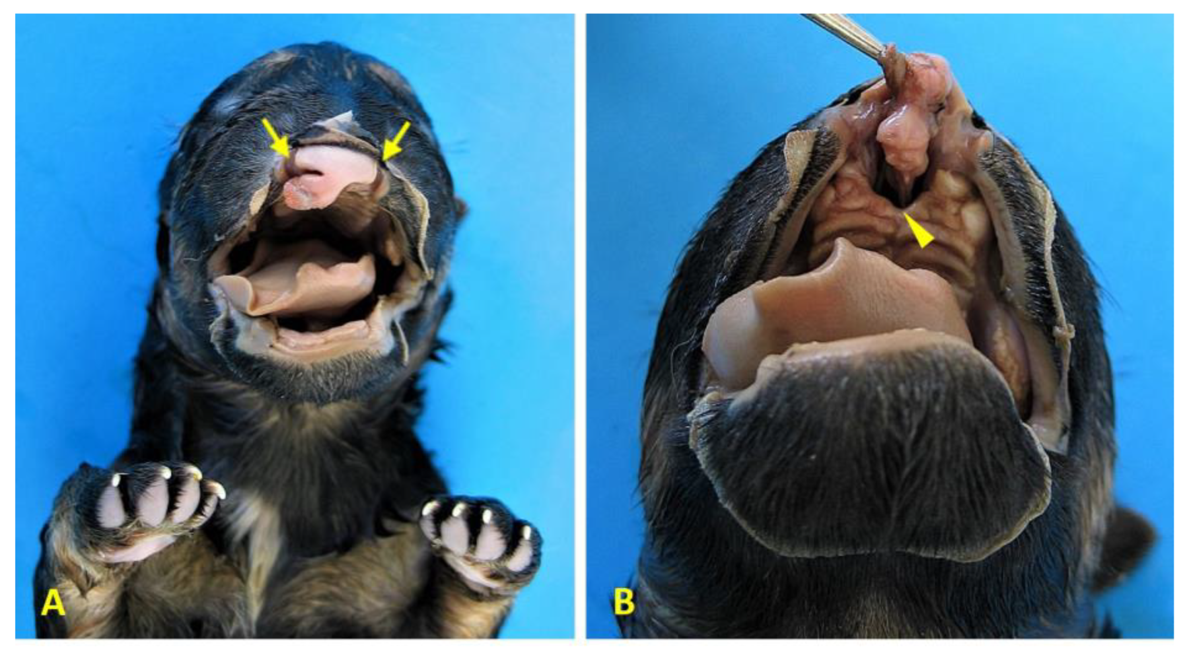 Preprints 182941 g006