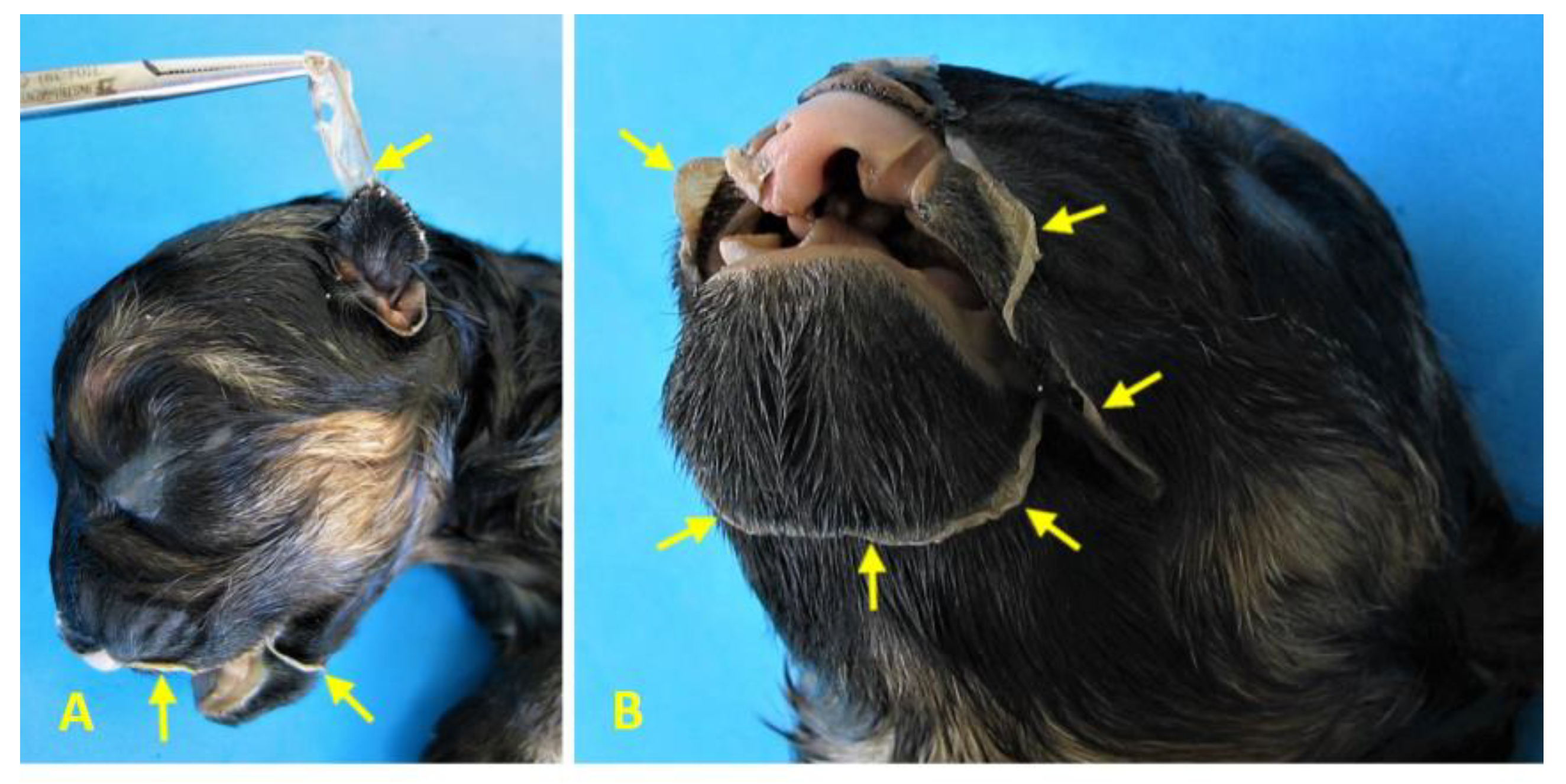 Preprints 182941 g007