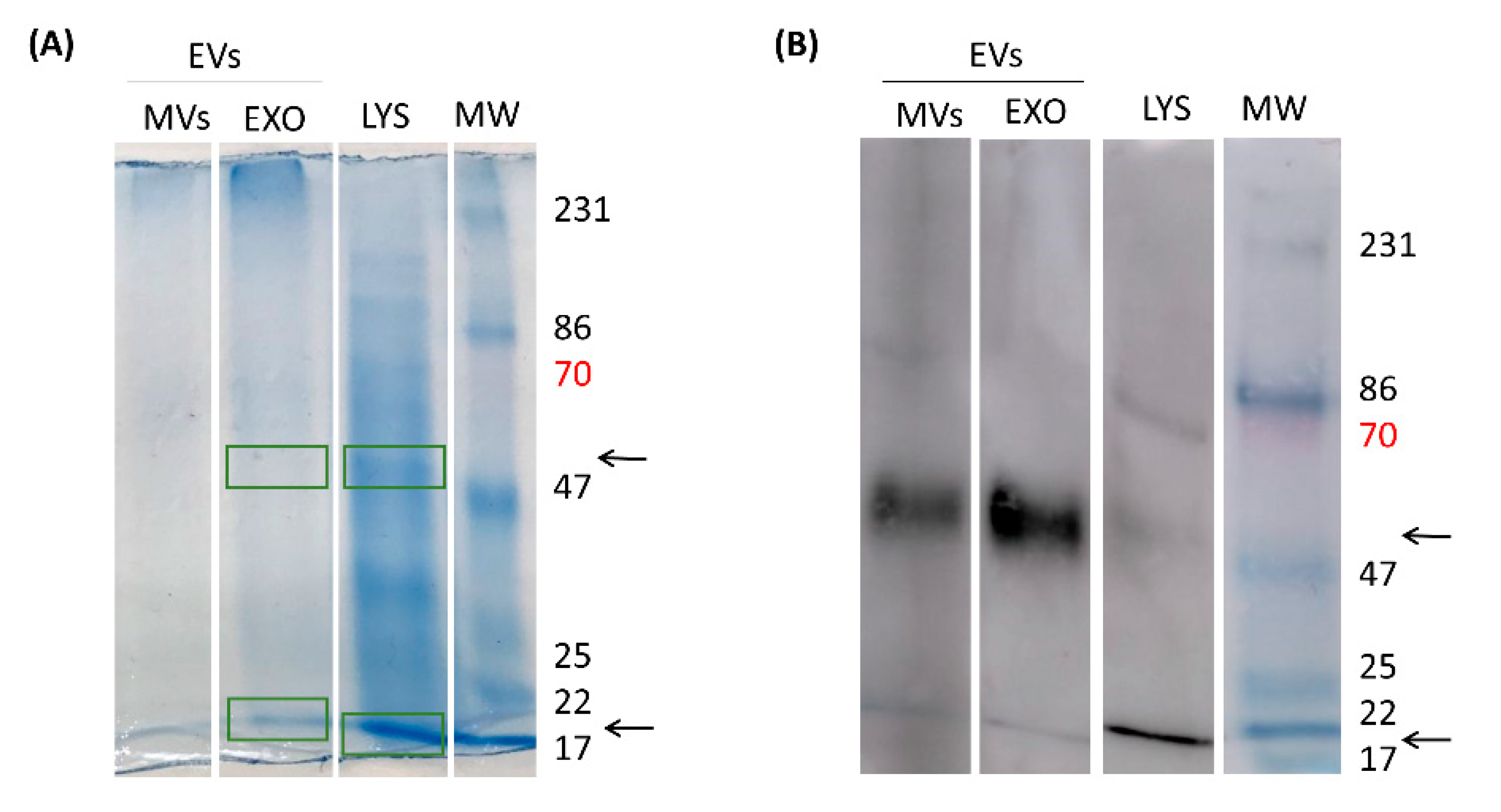Preprints 101316 g013