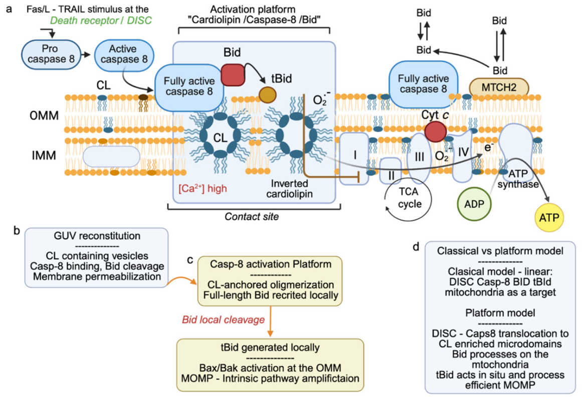 Preprints 219540 g005 Preprints 219540 g005