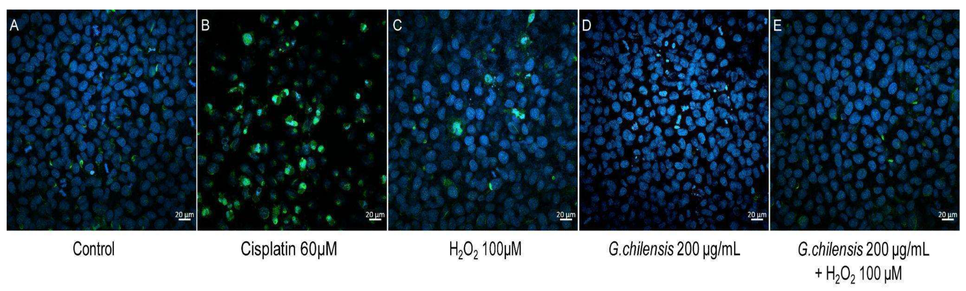 Preprints 211734 g004 Preprints 211734 g004