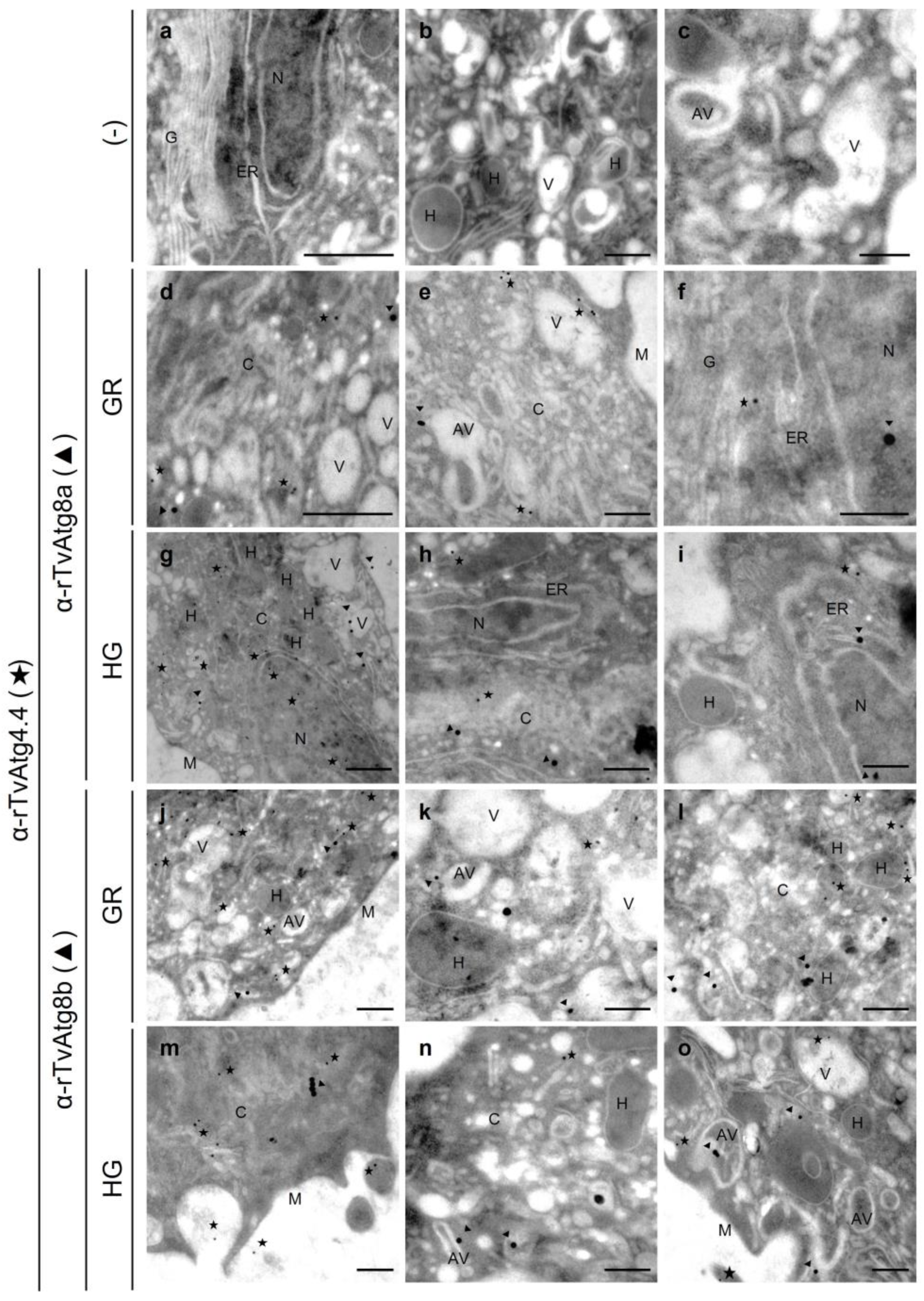 Preprints 189517 g011