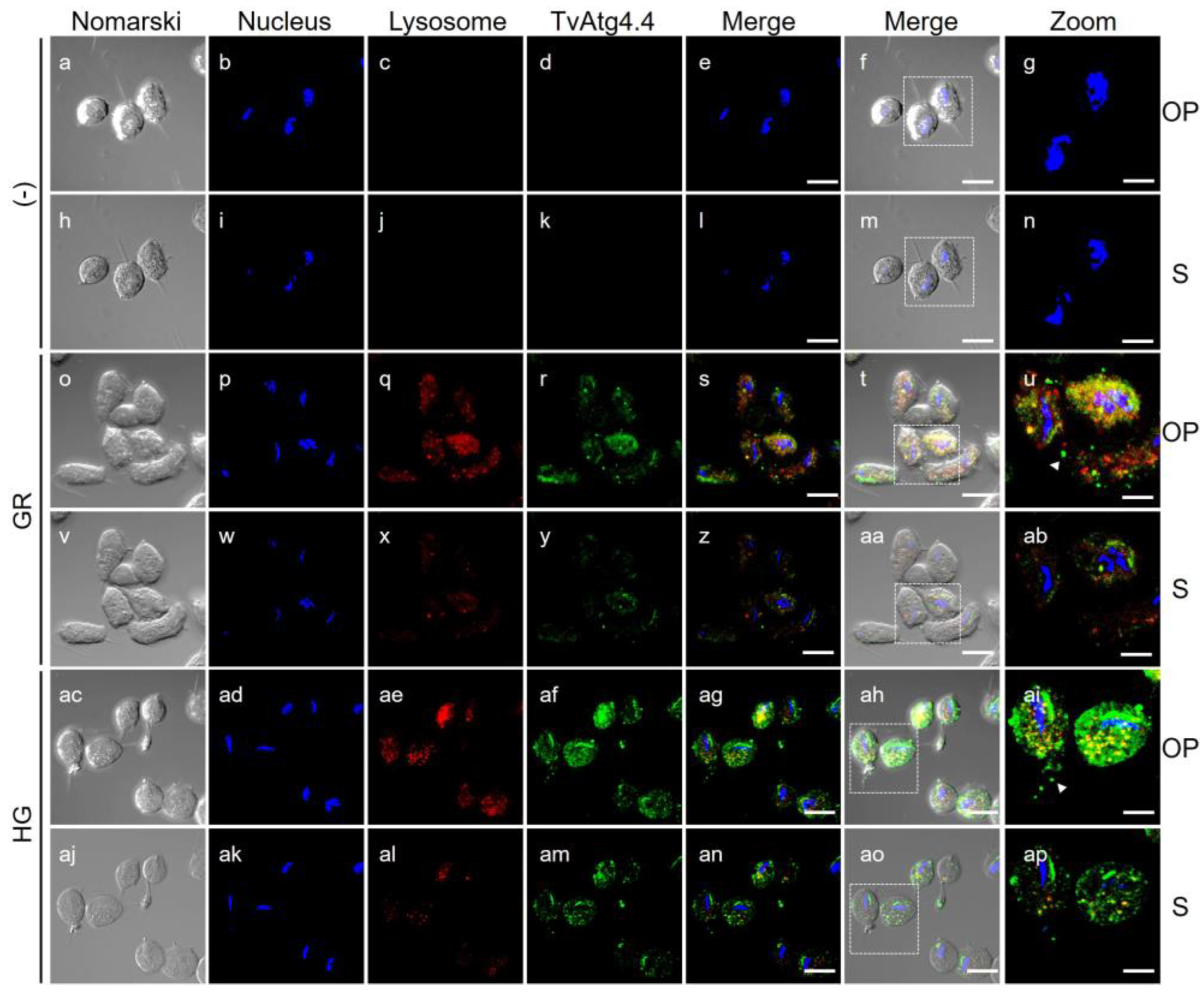 Preprints 189517 g012