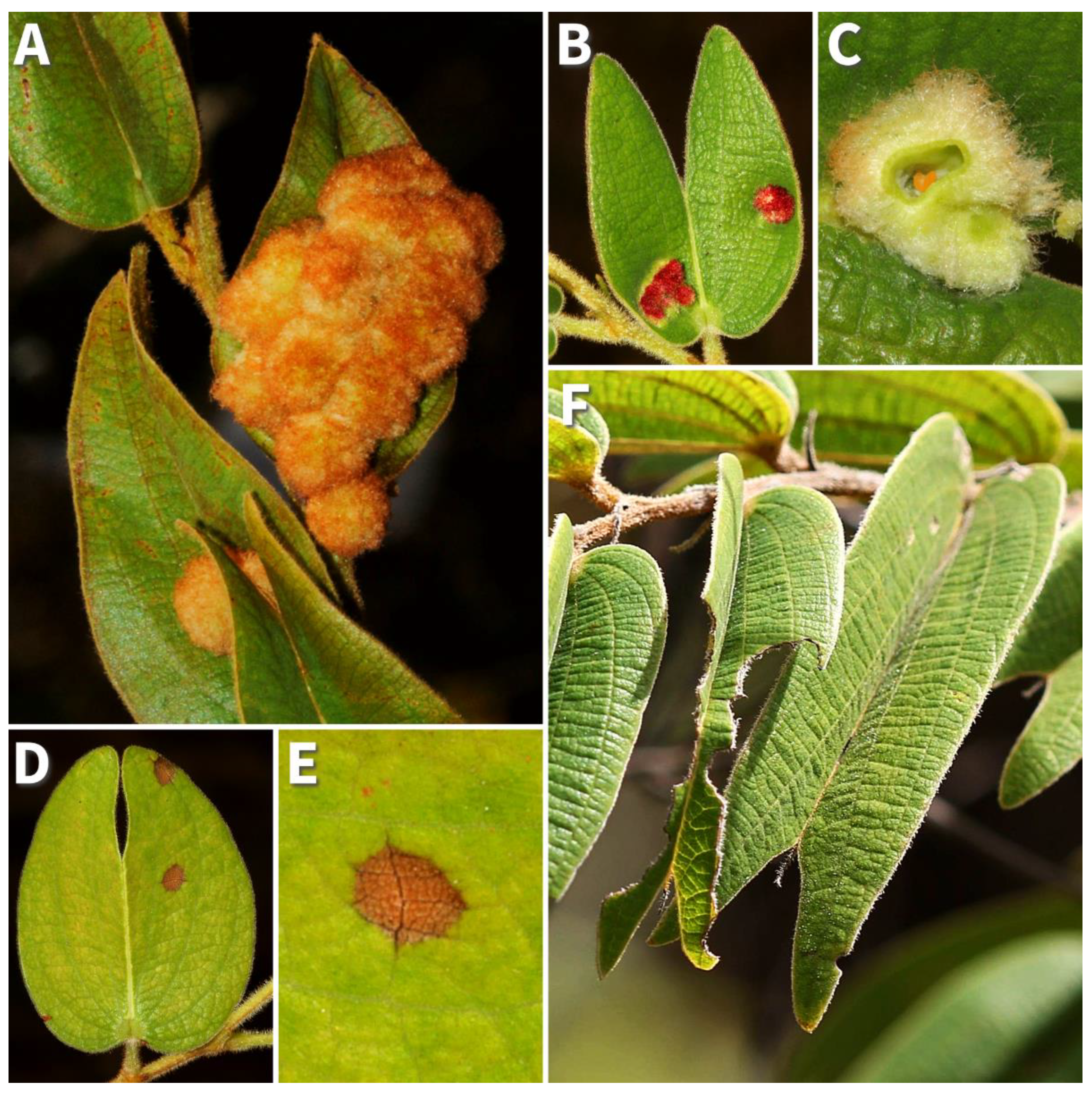 Preprints 141578 g001