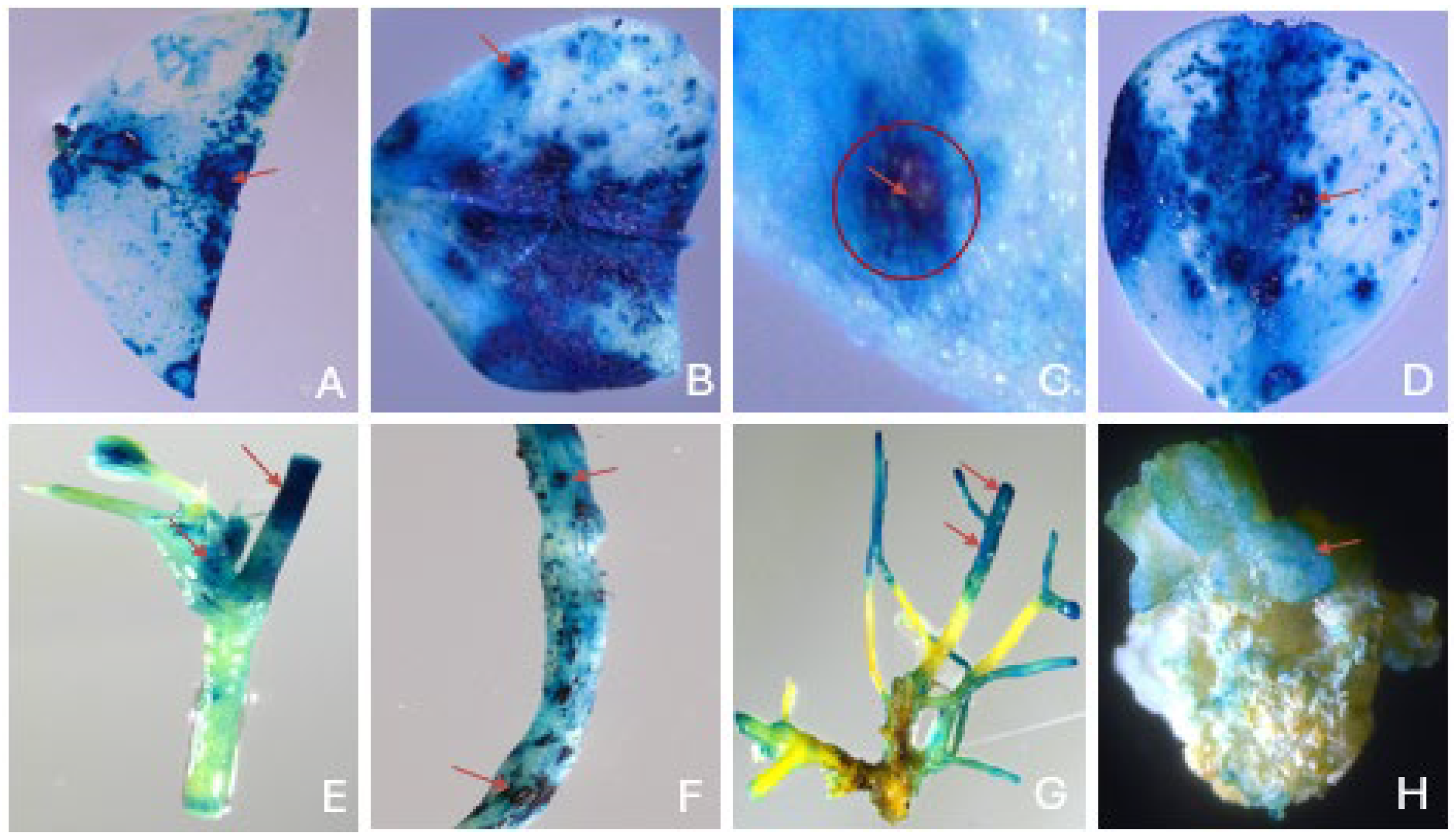 Preprints 116152 g002