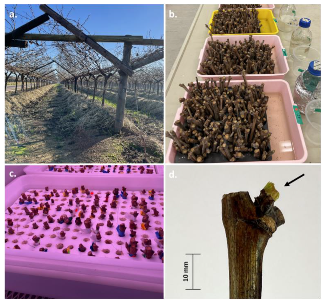 Preprints 103002 g001