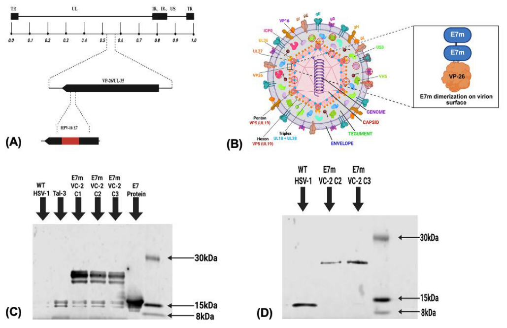 Preprints 227774 g001 Preprints 227774 g001