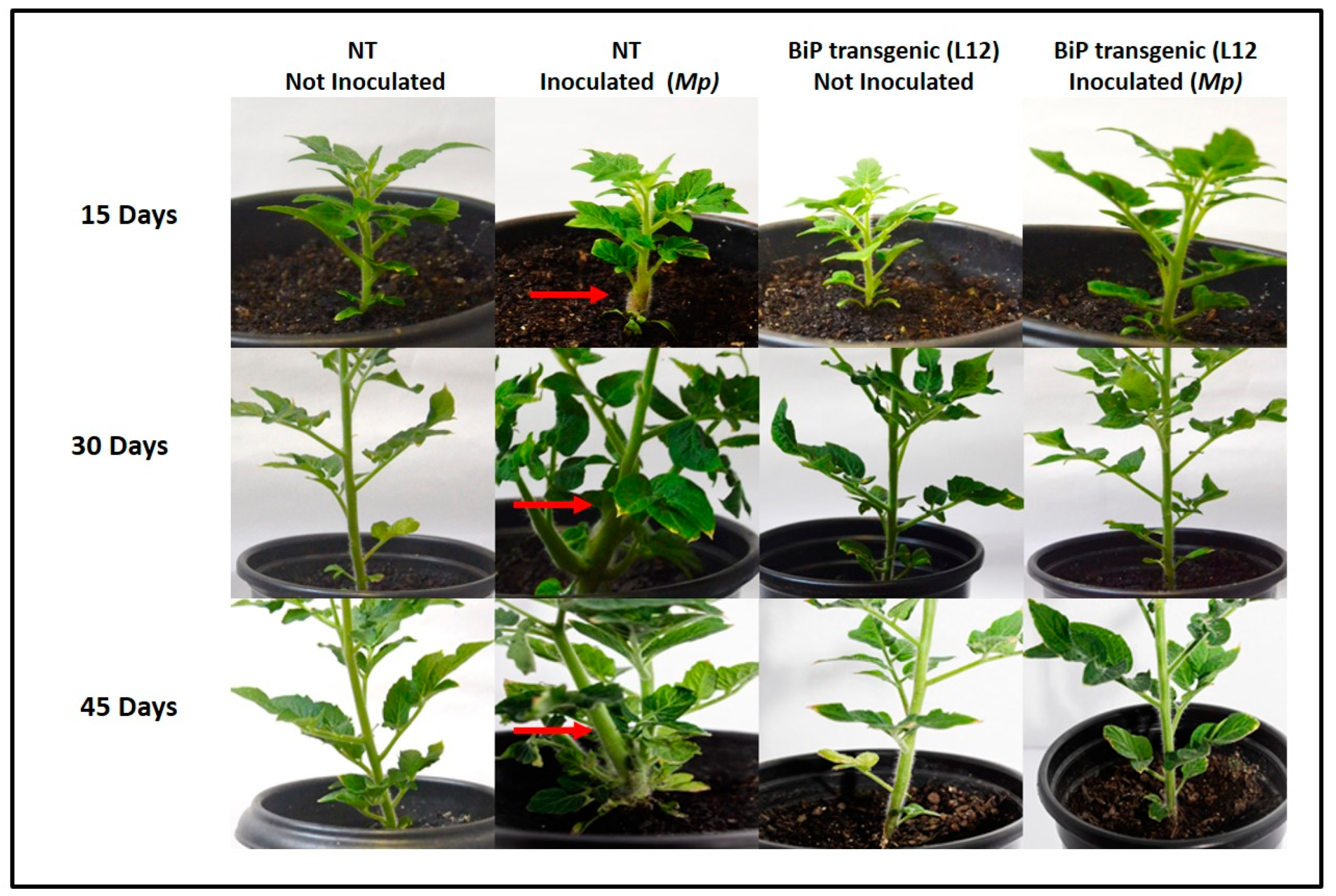 Preprints 144629 g001