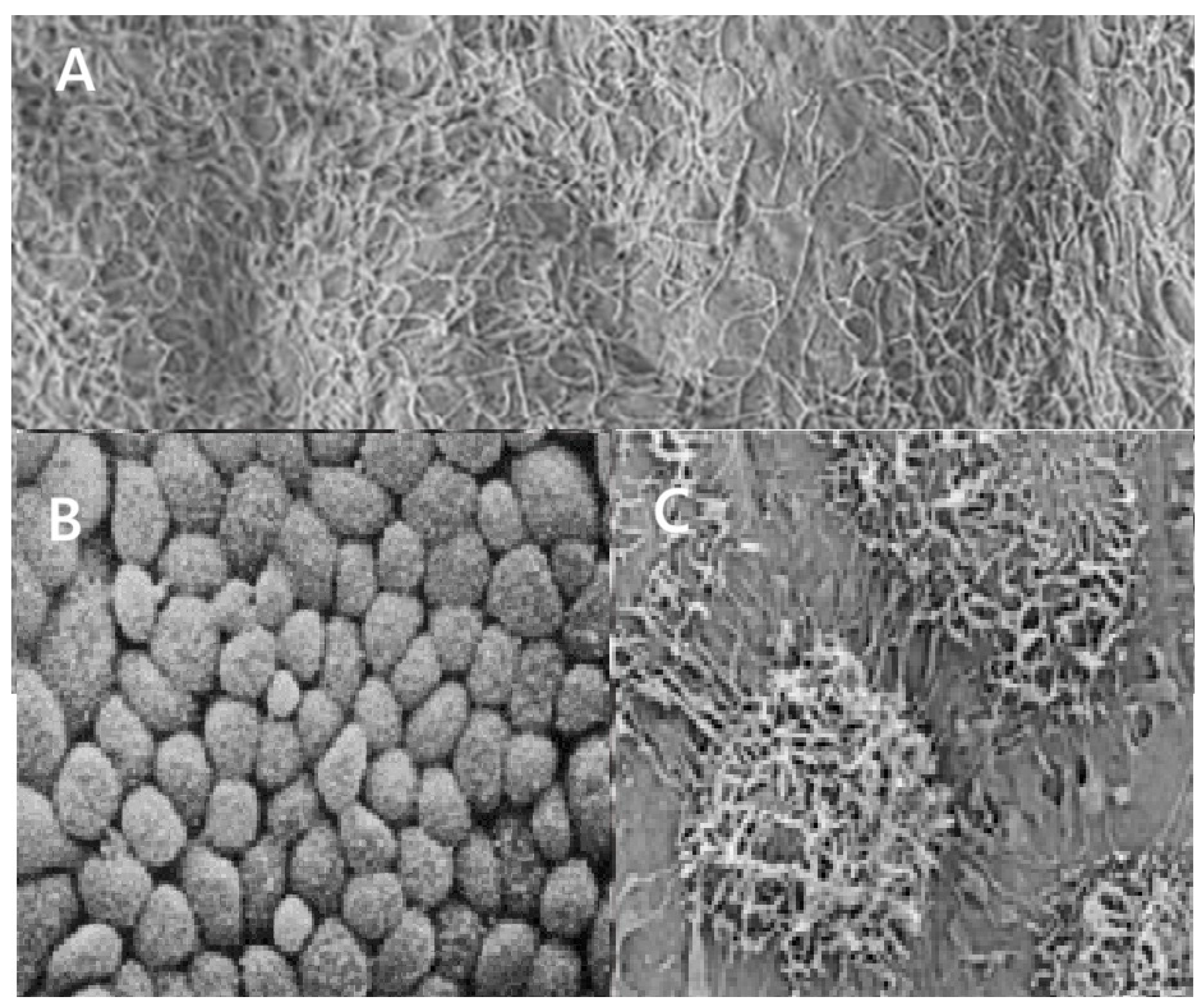 Preprints 189479 g001