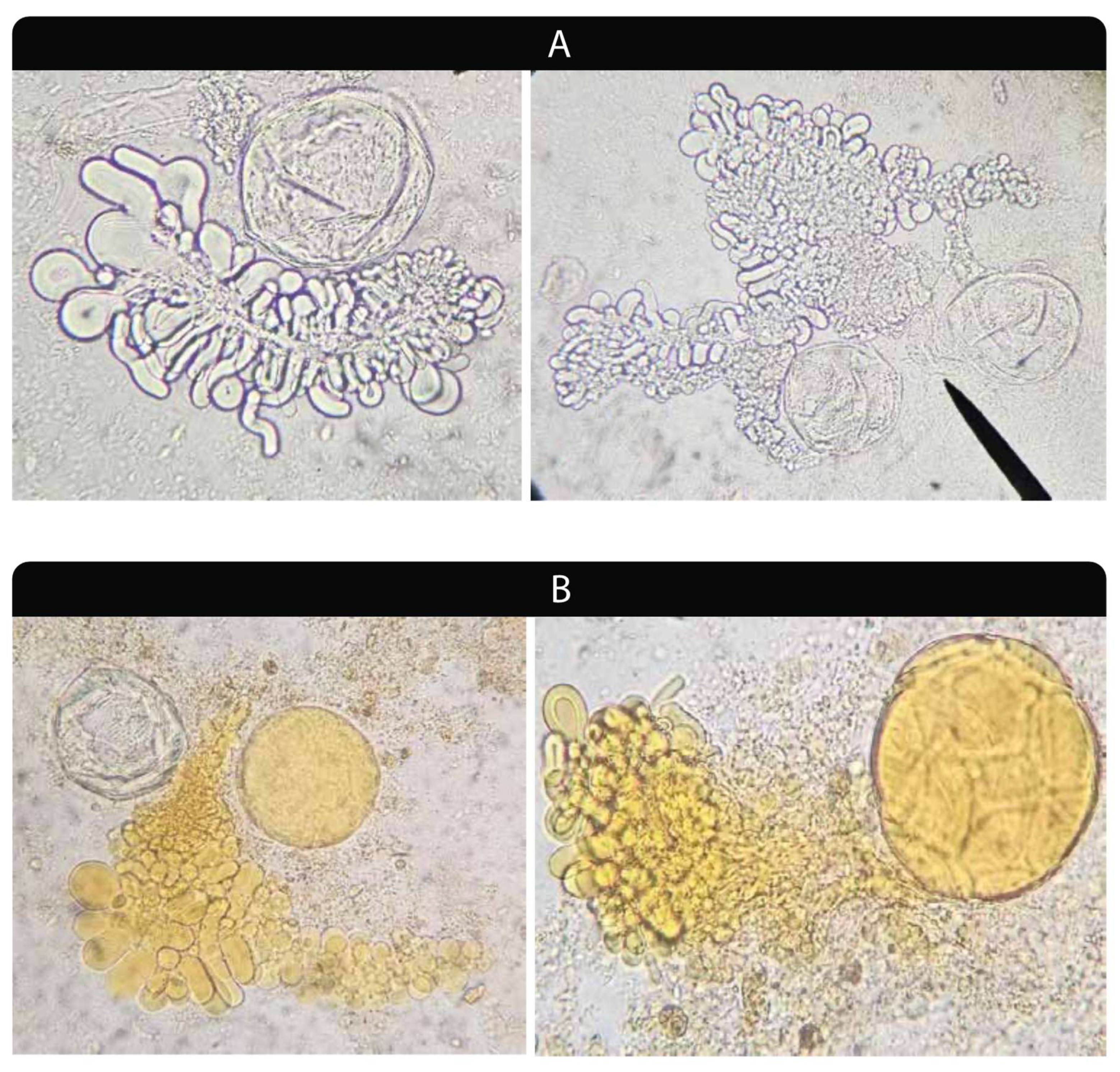 Preprints 144370 g002