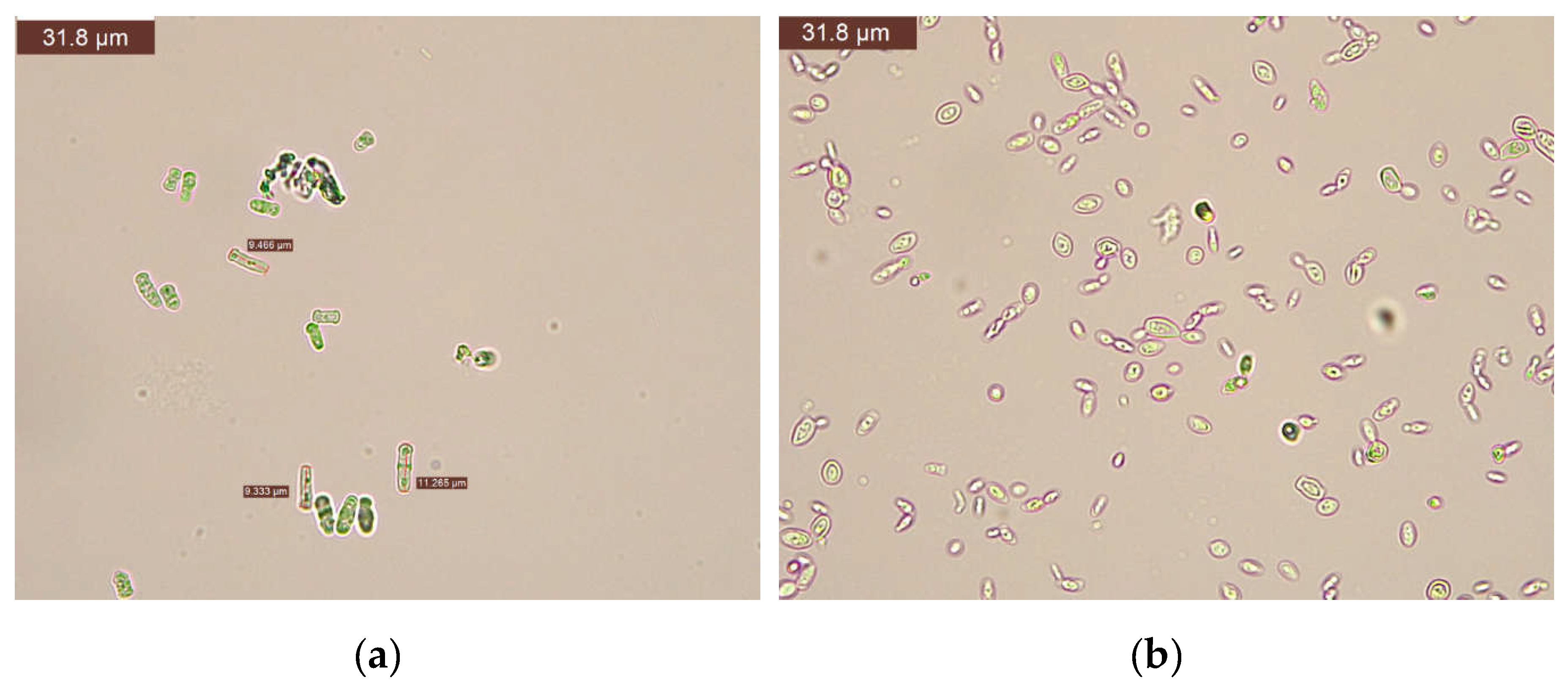 Preprints 144725 g003