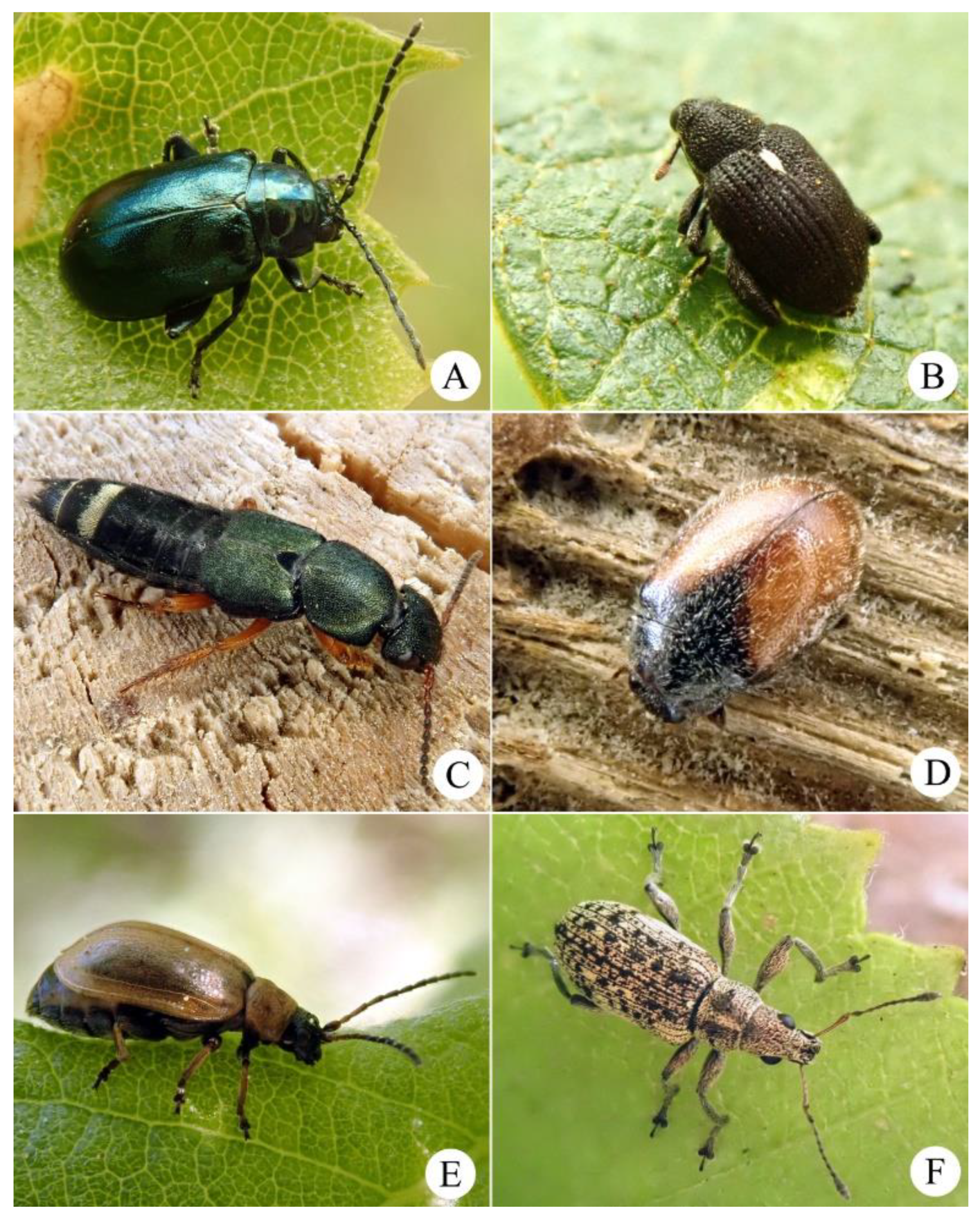 Preprints 102949 g004