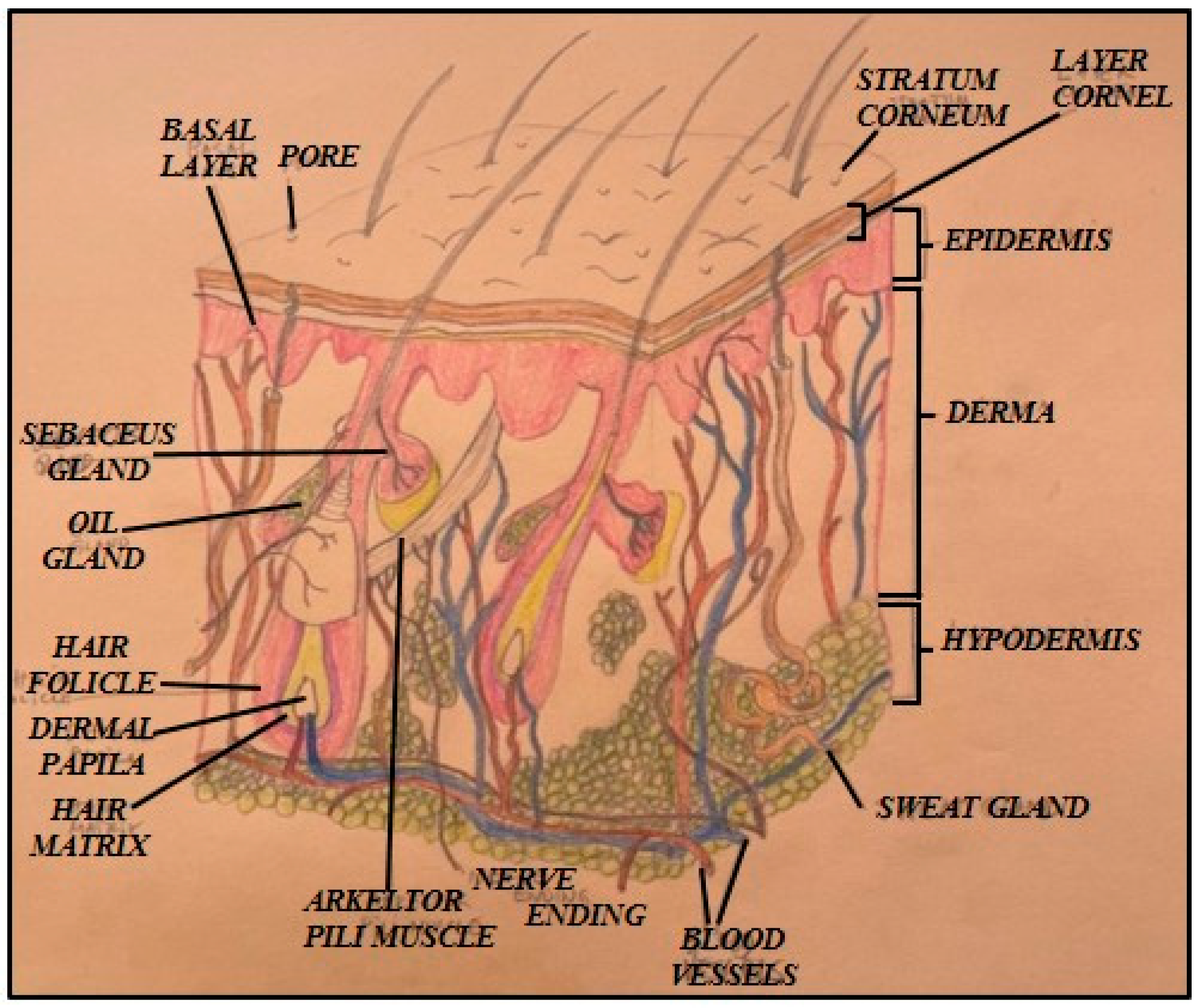 Preprints 195991 g001