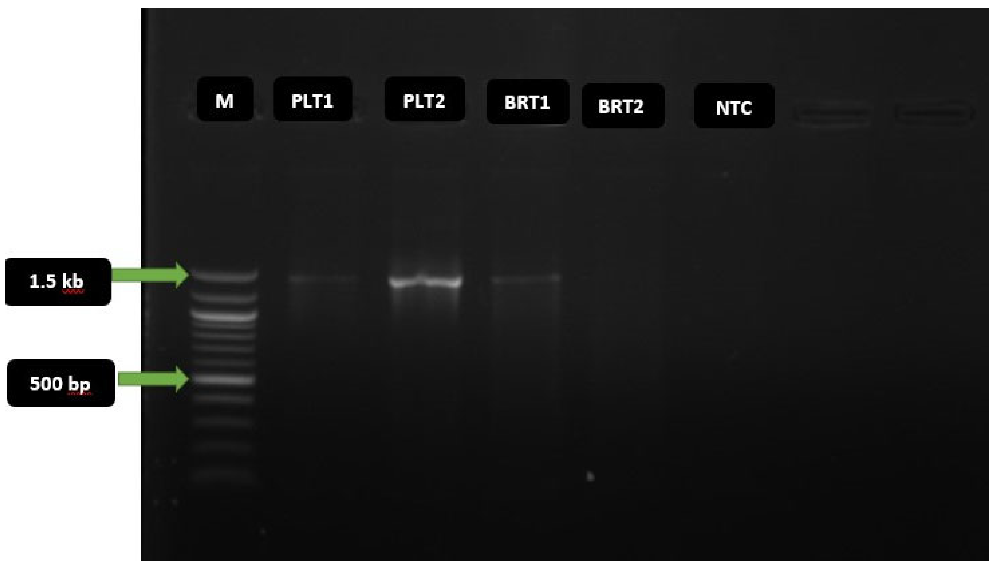 Preprints 184035 g003