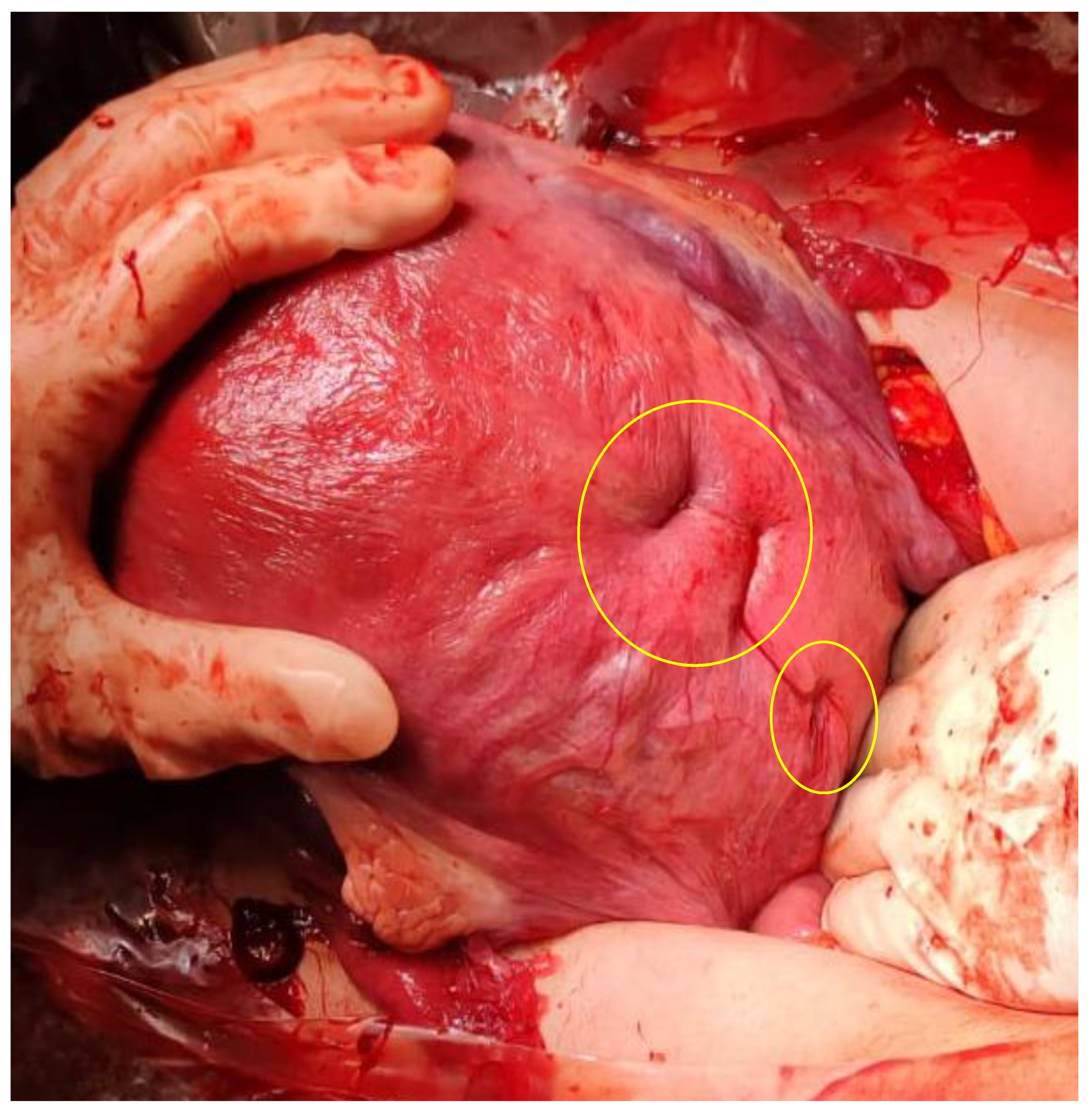 Preprints 173913 g002