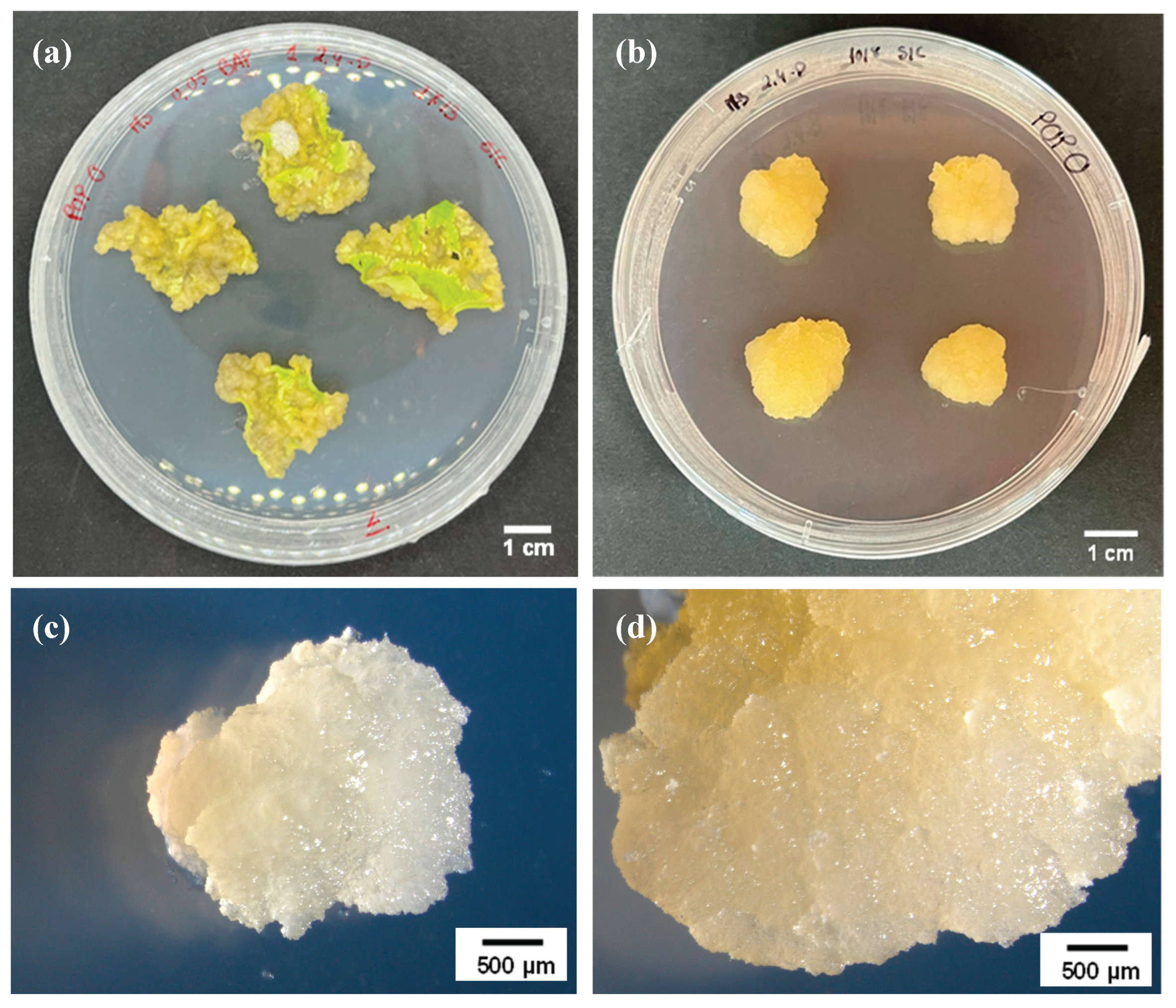 Preprints 173813 g001
