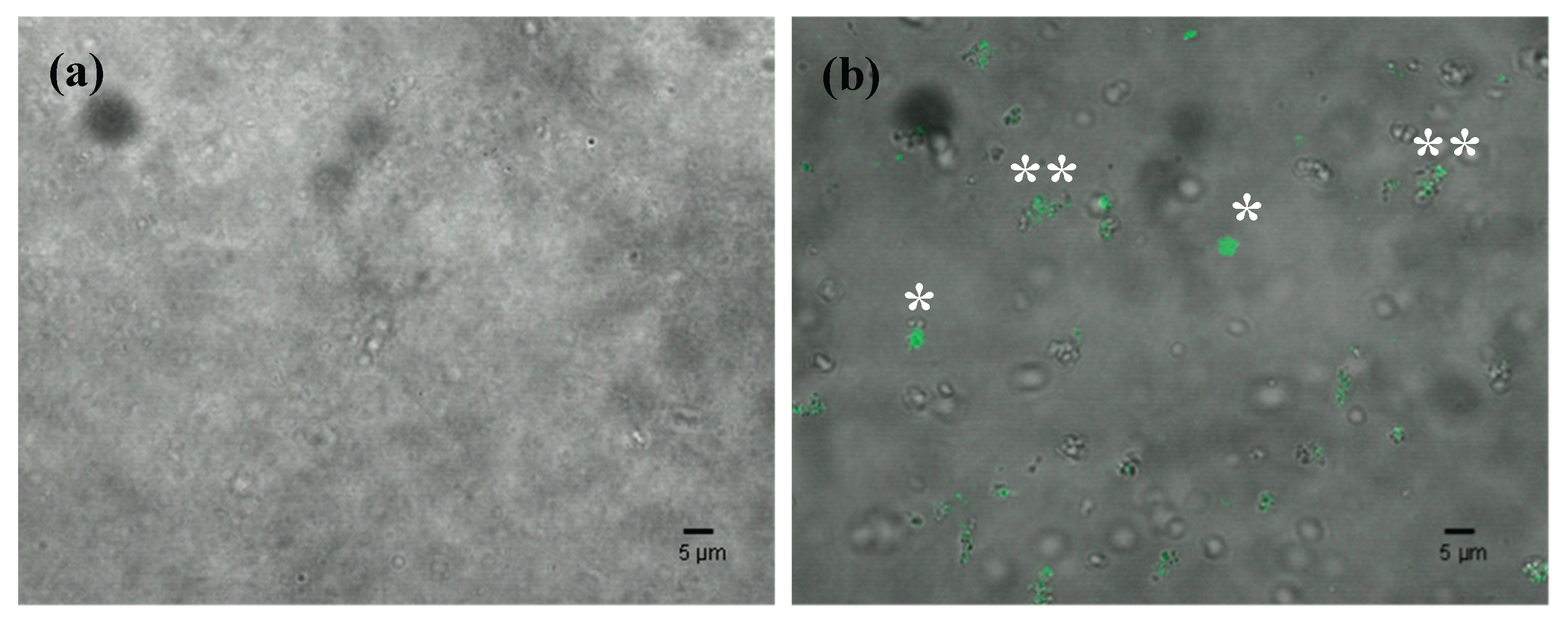 Preprints 173813 g003