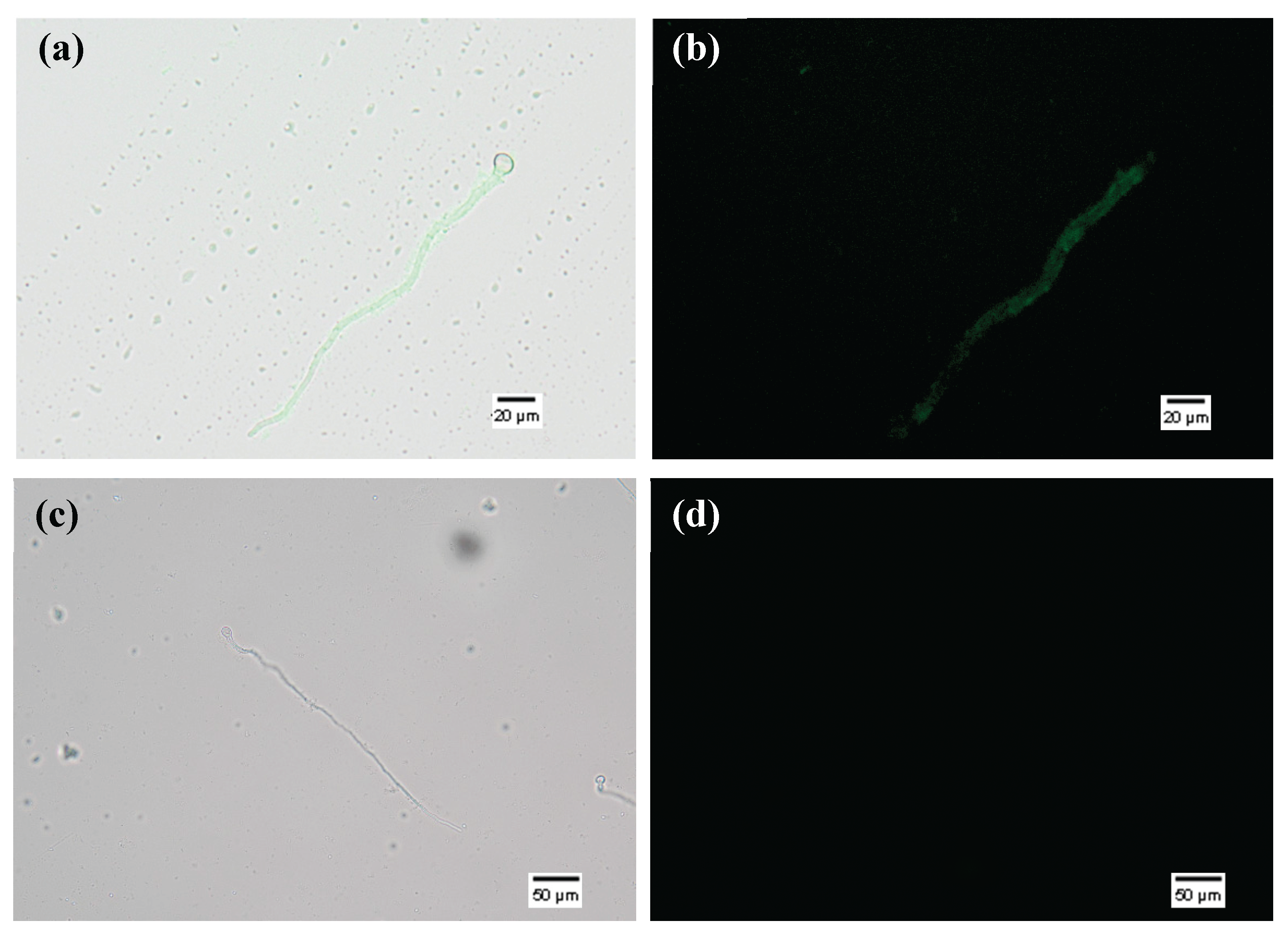 Preprints 173813 g004