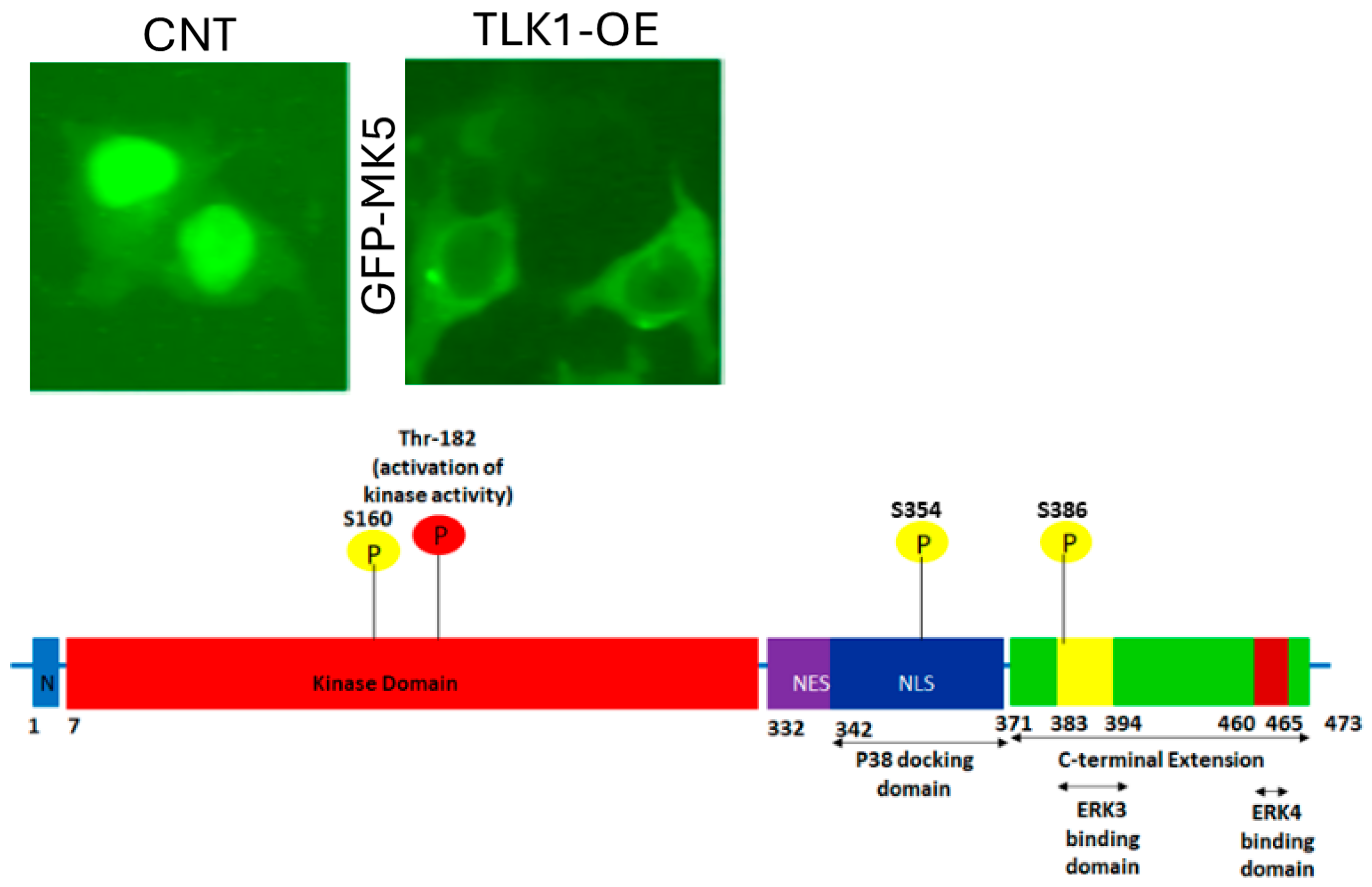 Preprints 151138 g002