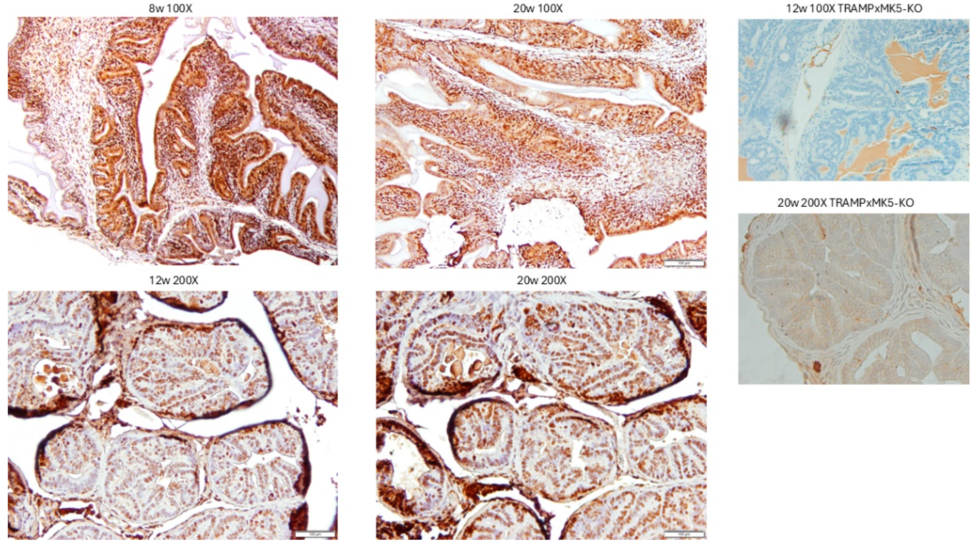 Preprints 151138 g006