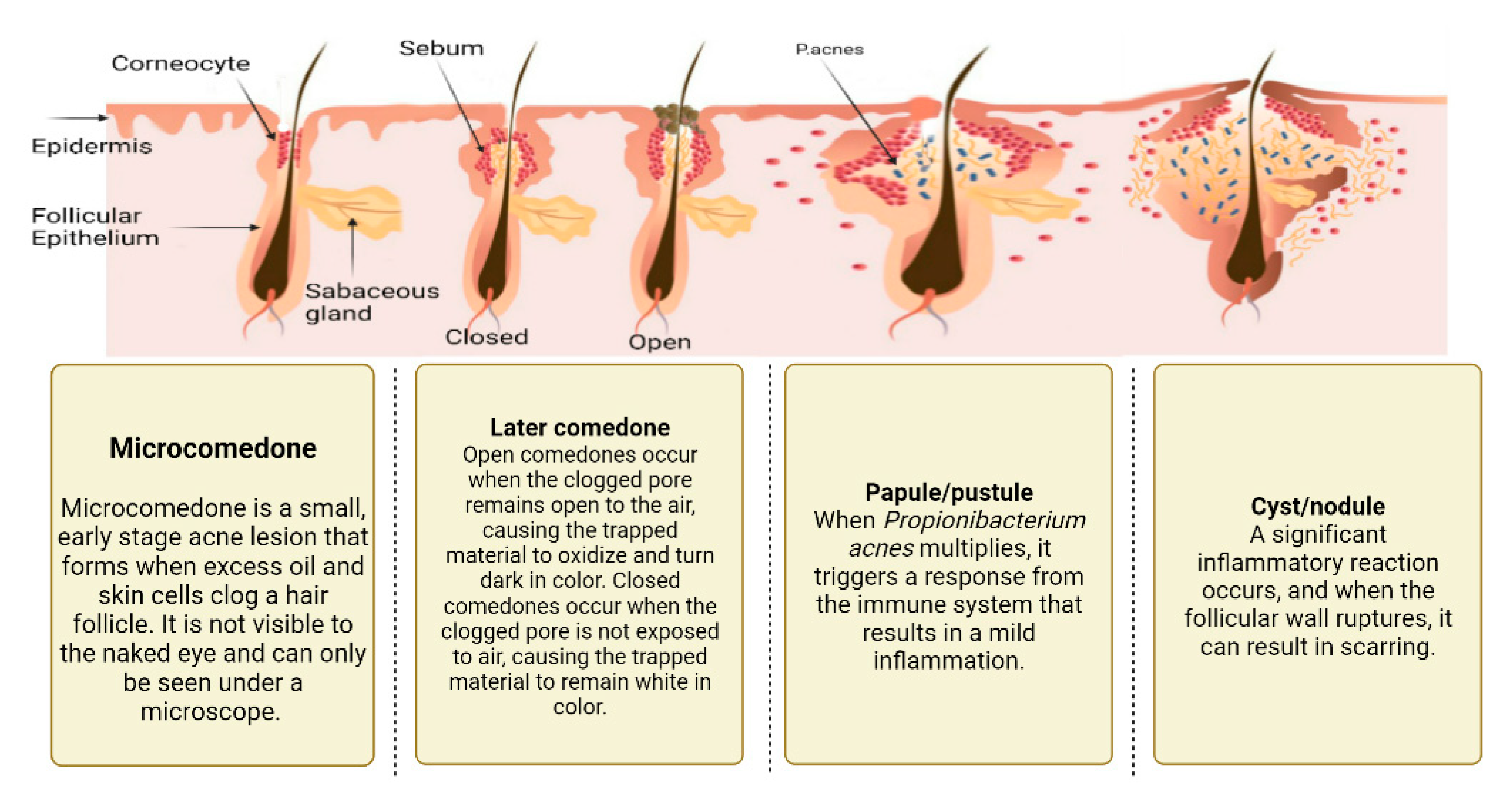 Preprints 80440 g001