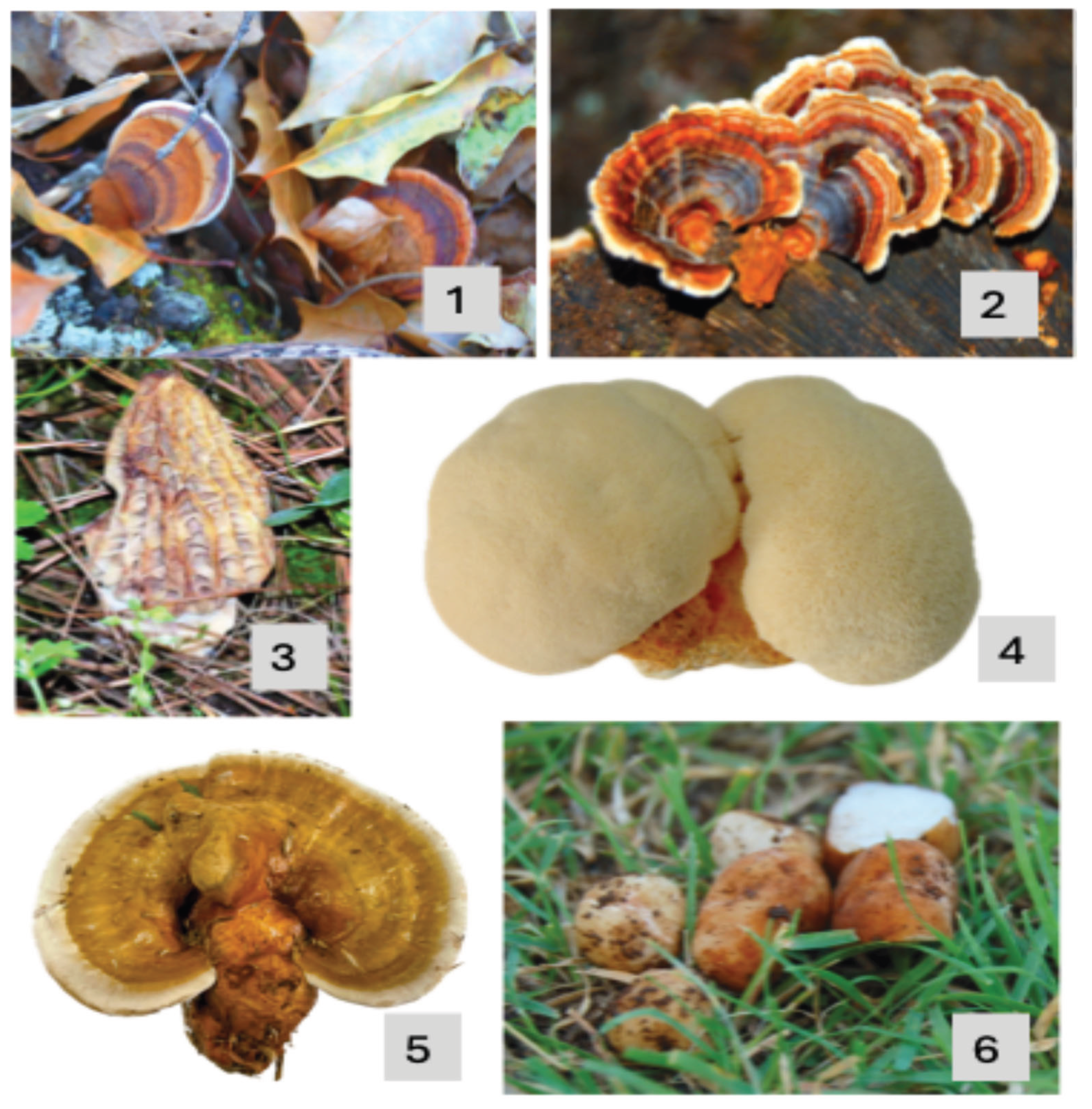 Preprints 190144 g005