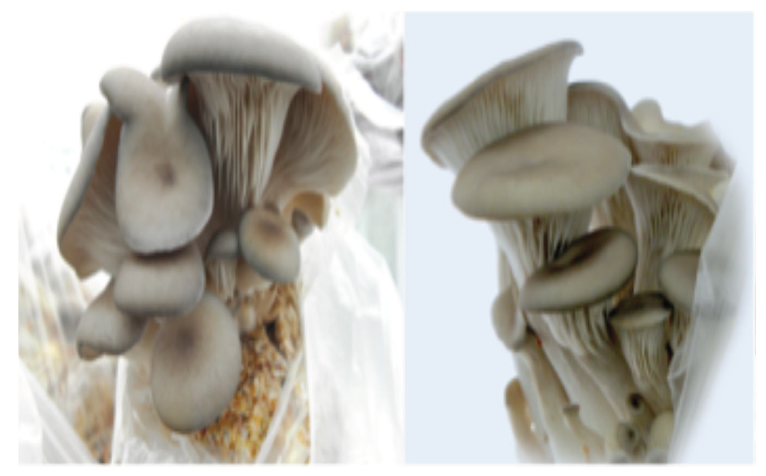 Preprints 190144 g018