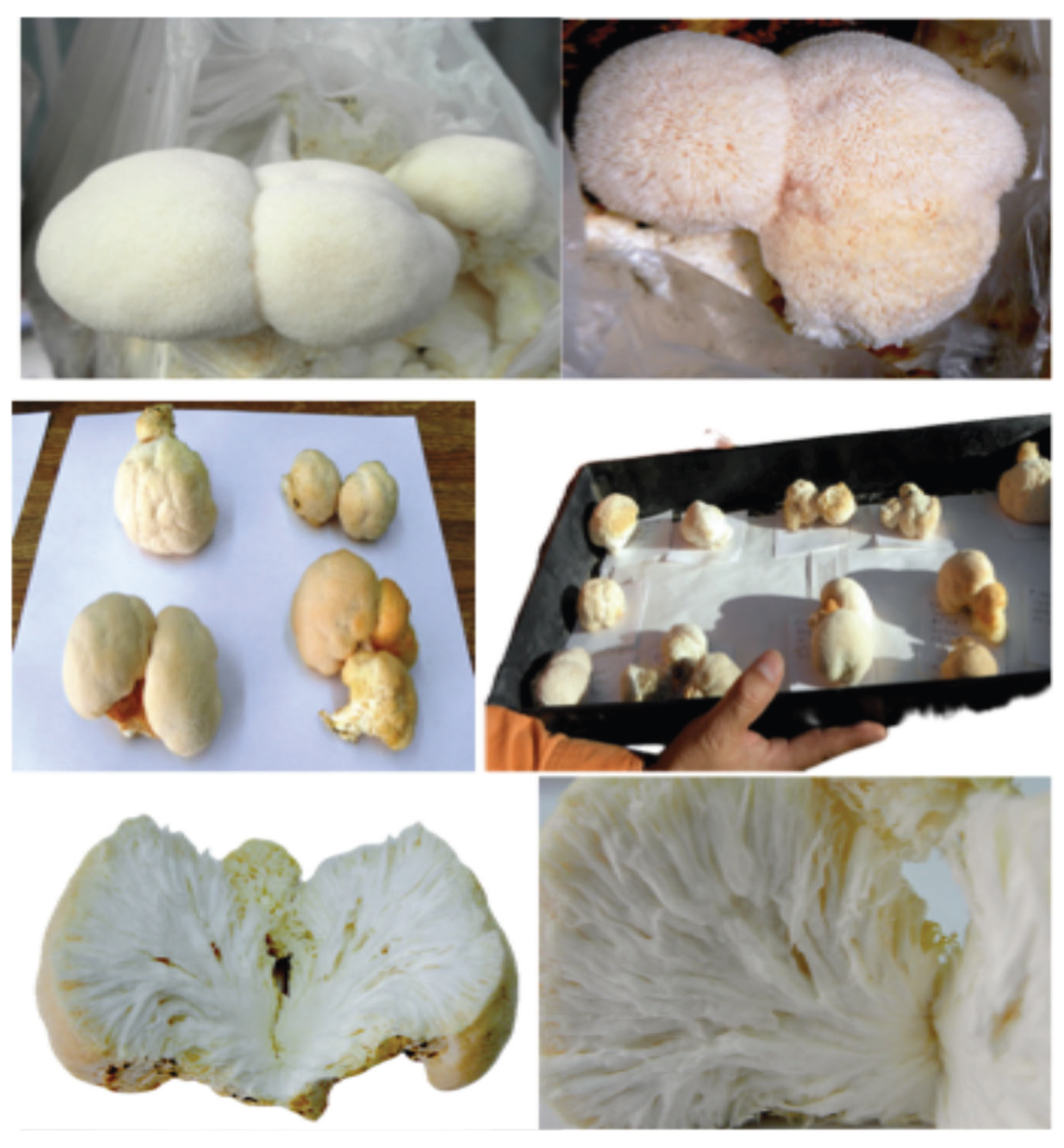 Preprints 190144 g021