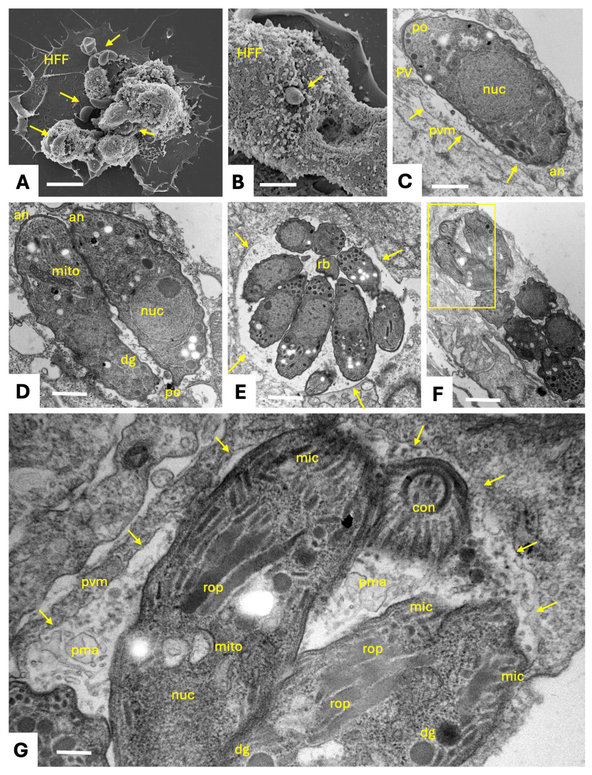 Preprints 193182 g001