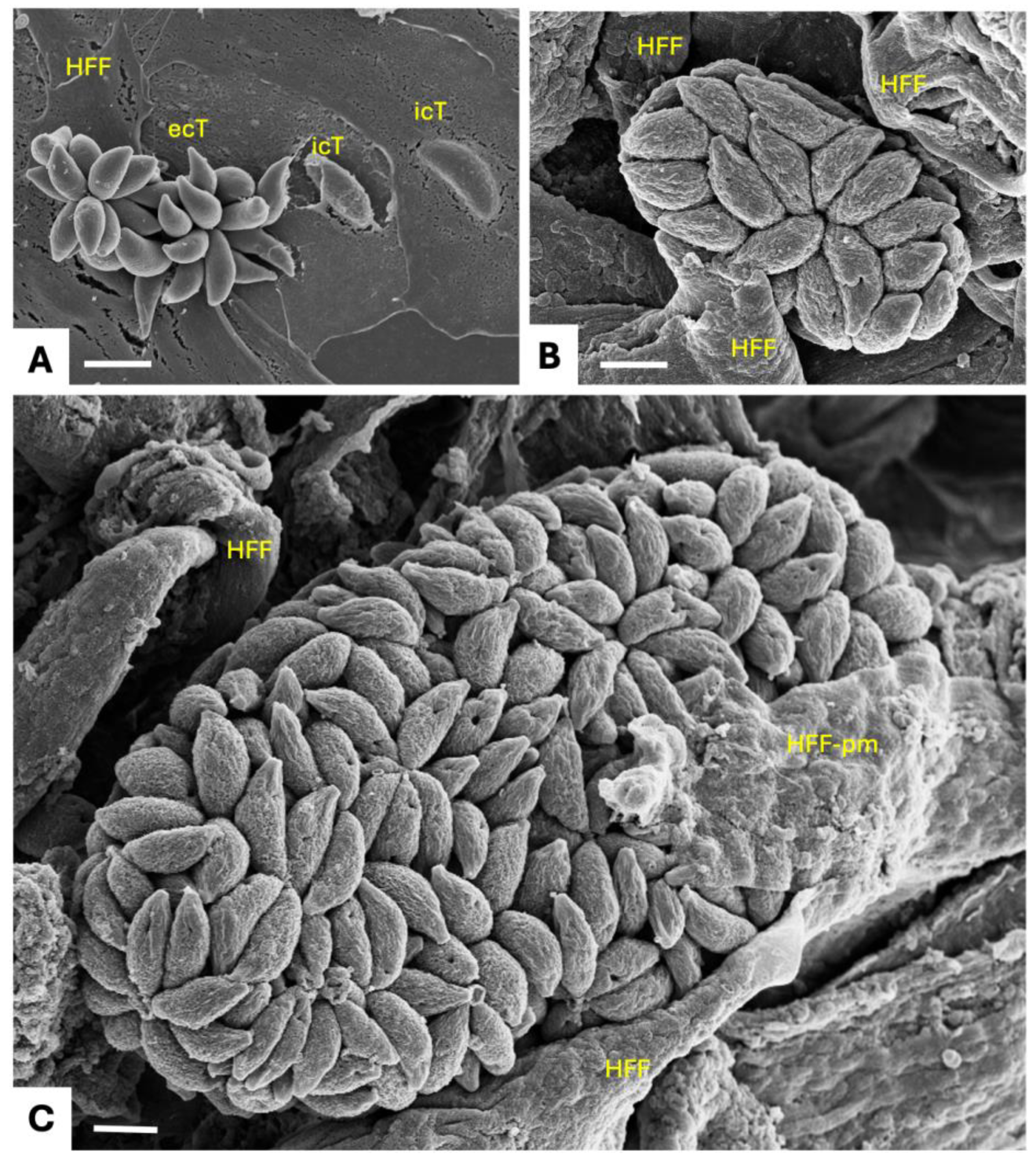 Preprints 193182 g002
